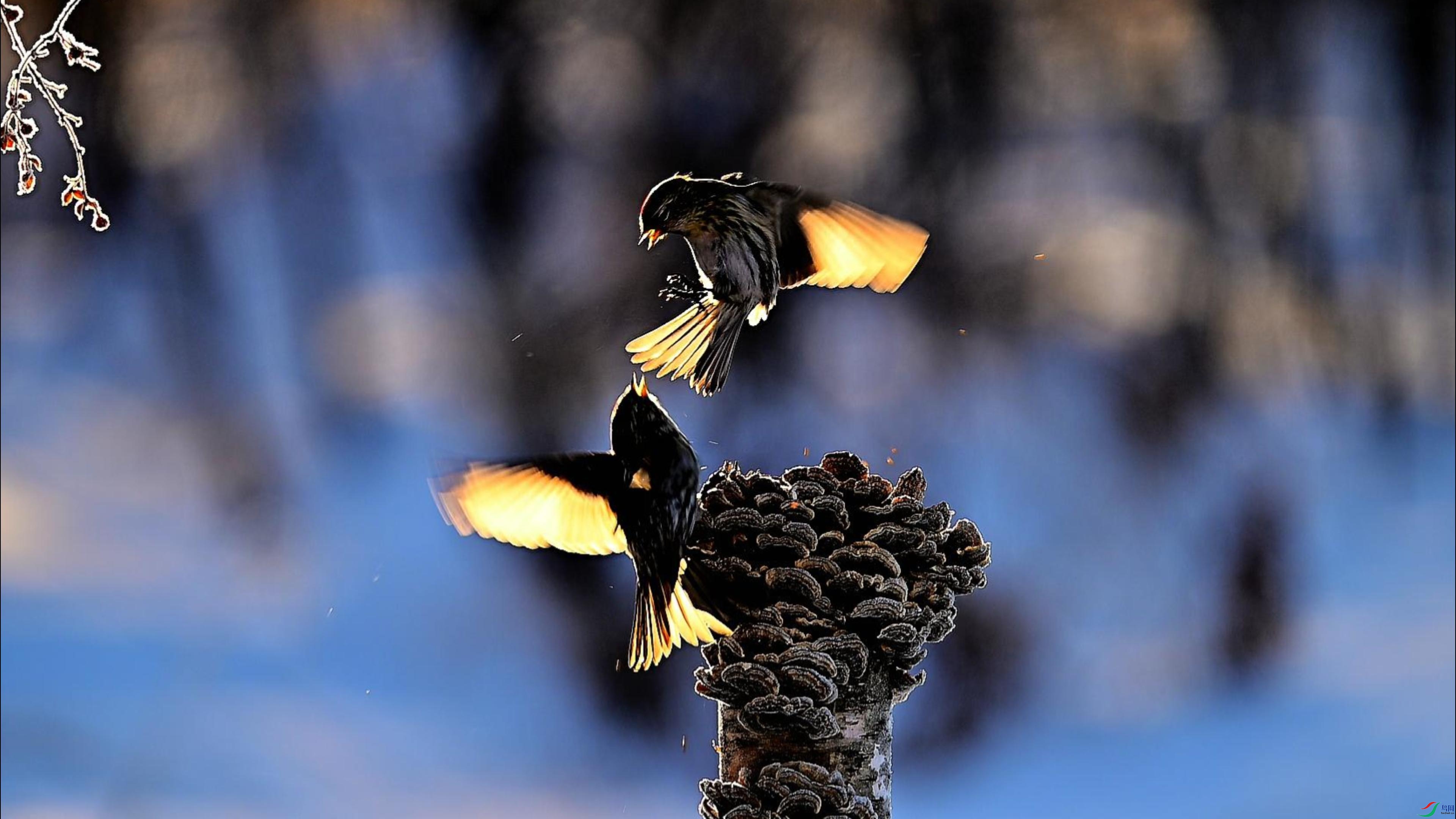 ����ɽȸ��