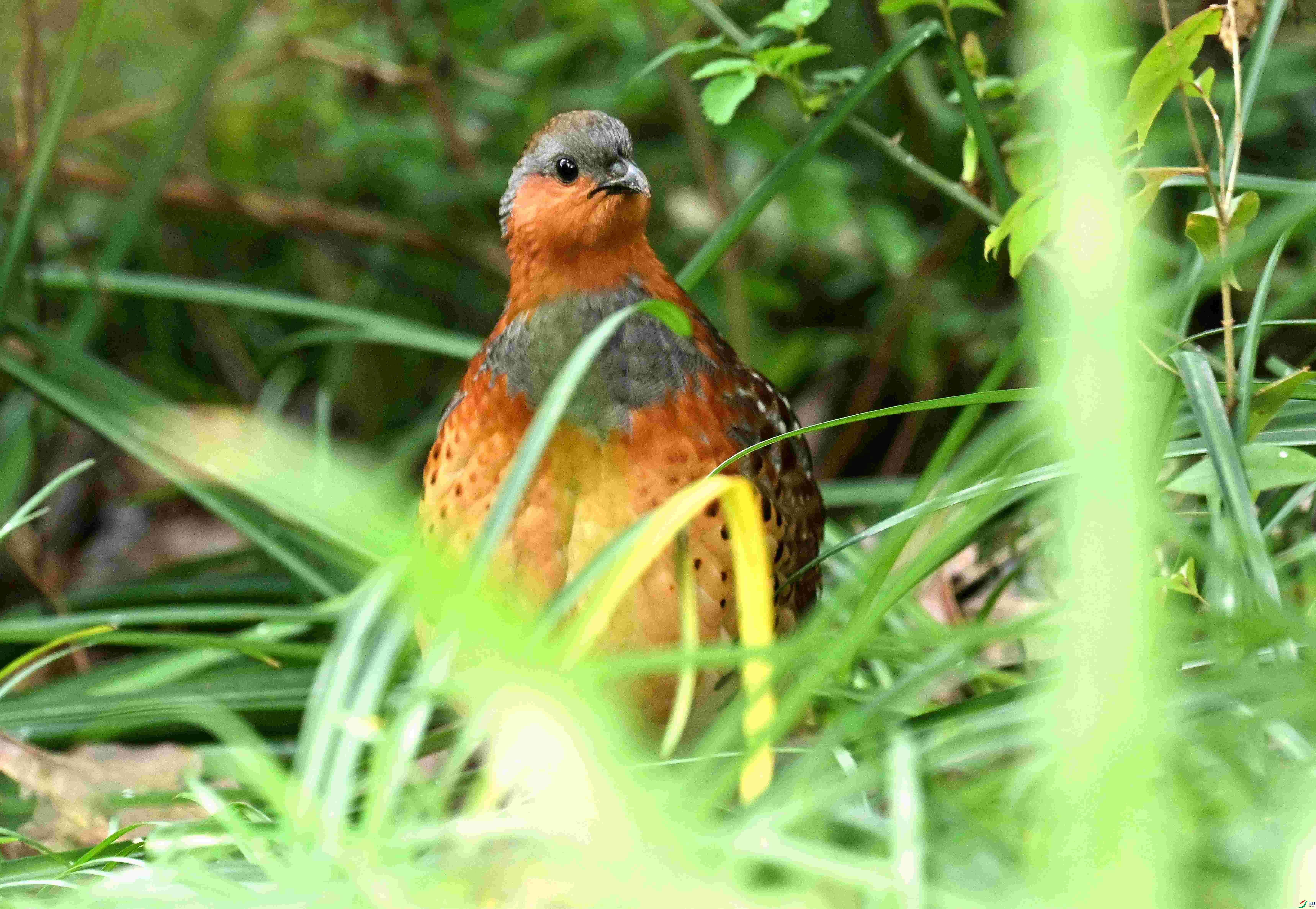 DSC_9736.jpg