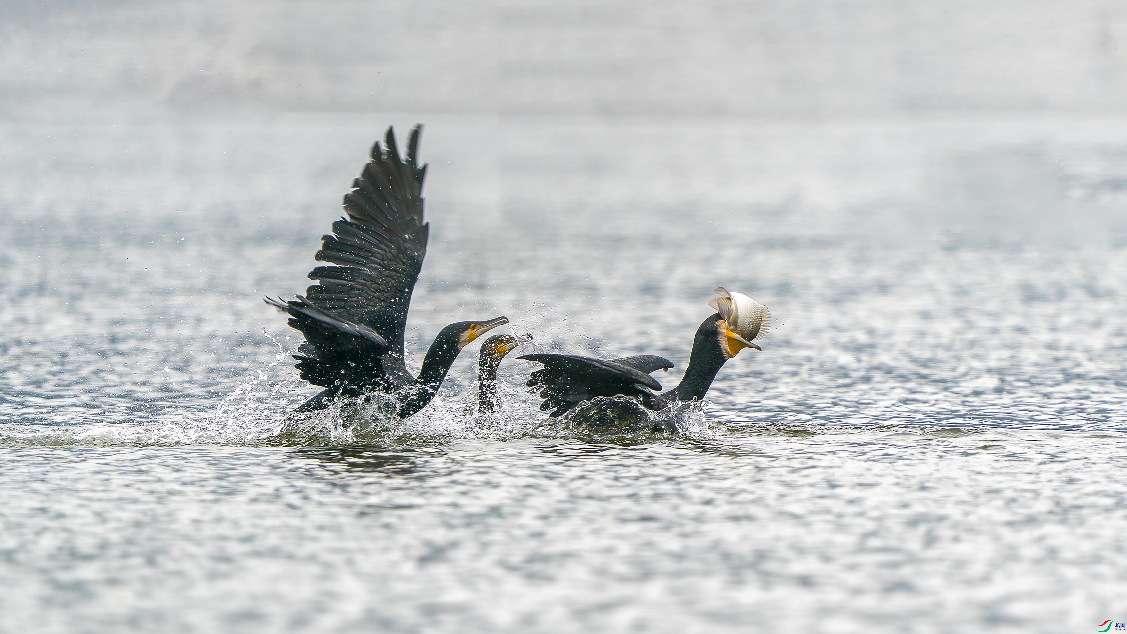 _ZZX8708 ���� С.jpg