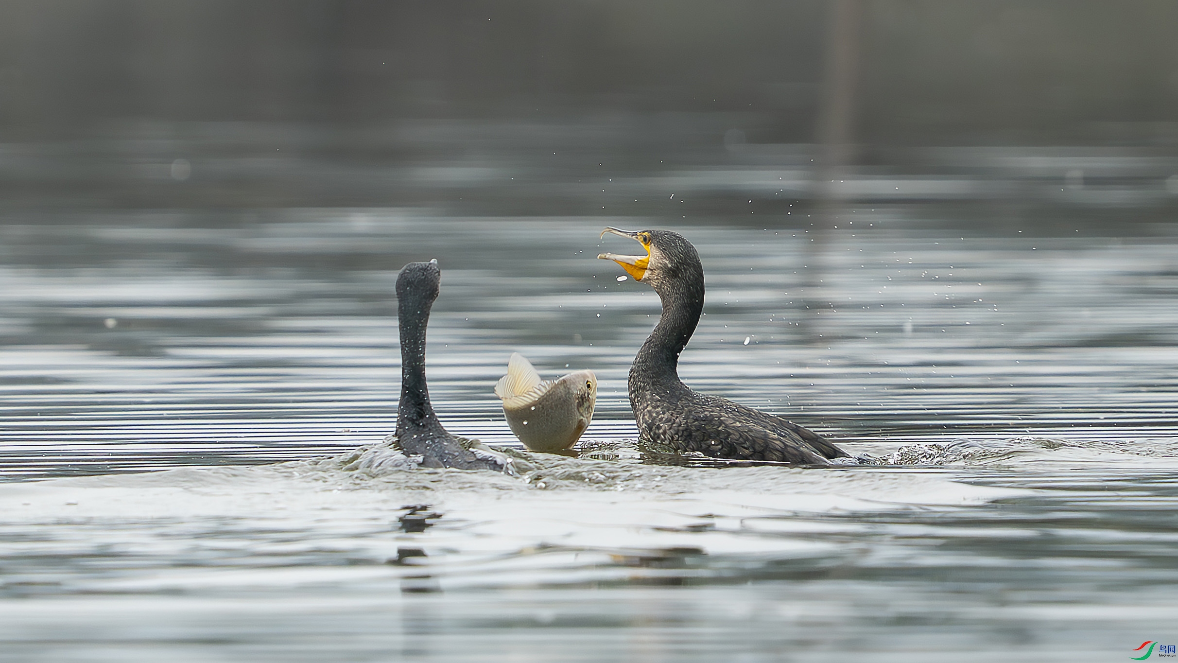 _ZZX8674 ���� 2.jpg