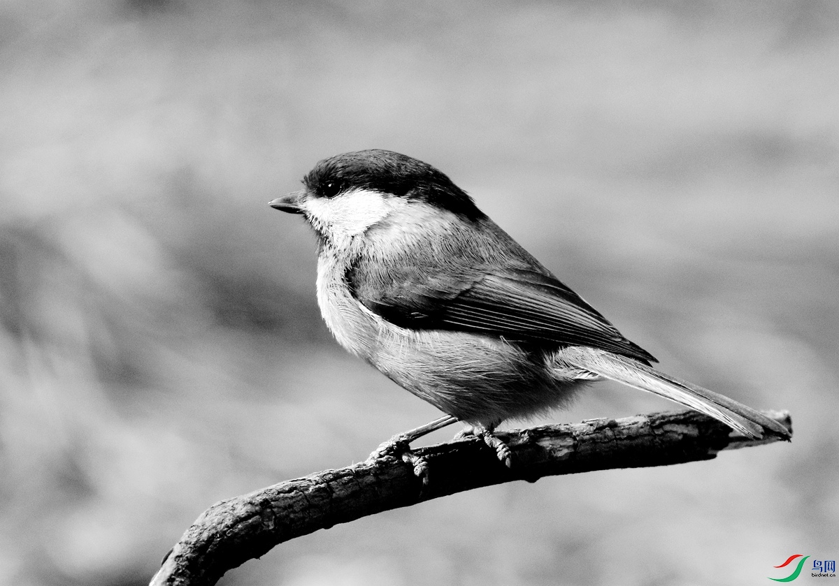 hA9096��ͷɽȸ -26.JPG