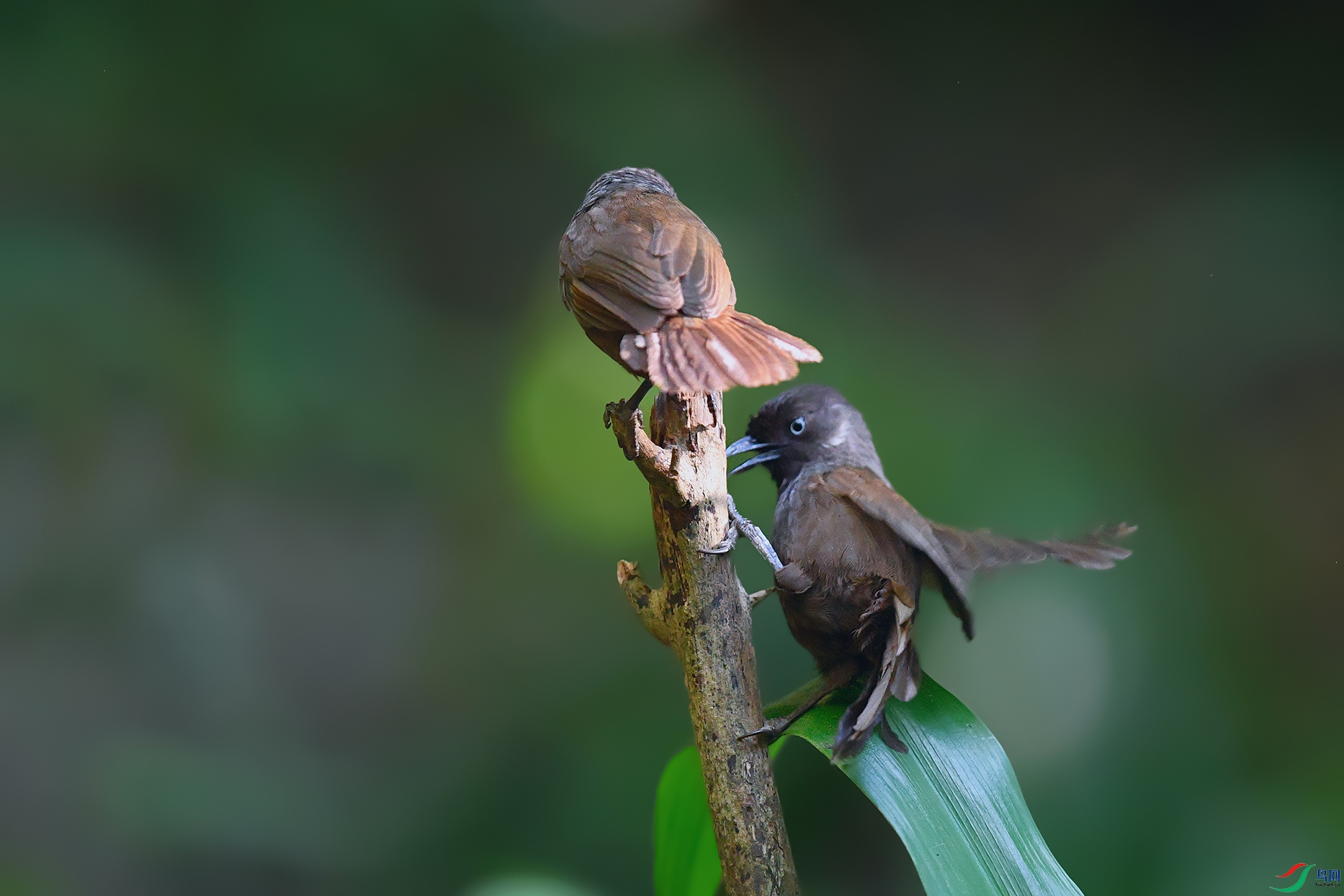 2DSC_2347_DxOa.jpg