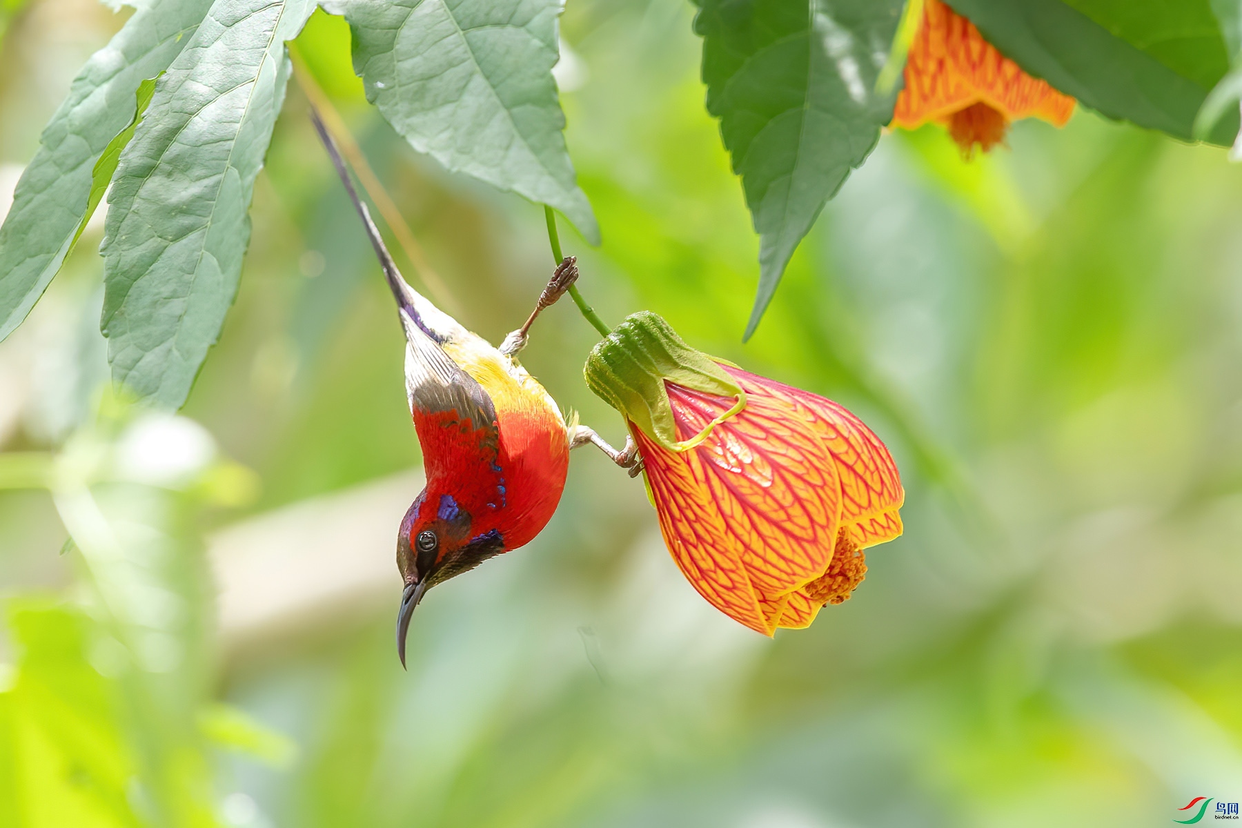 ����̫����