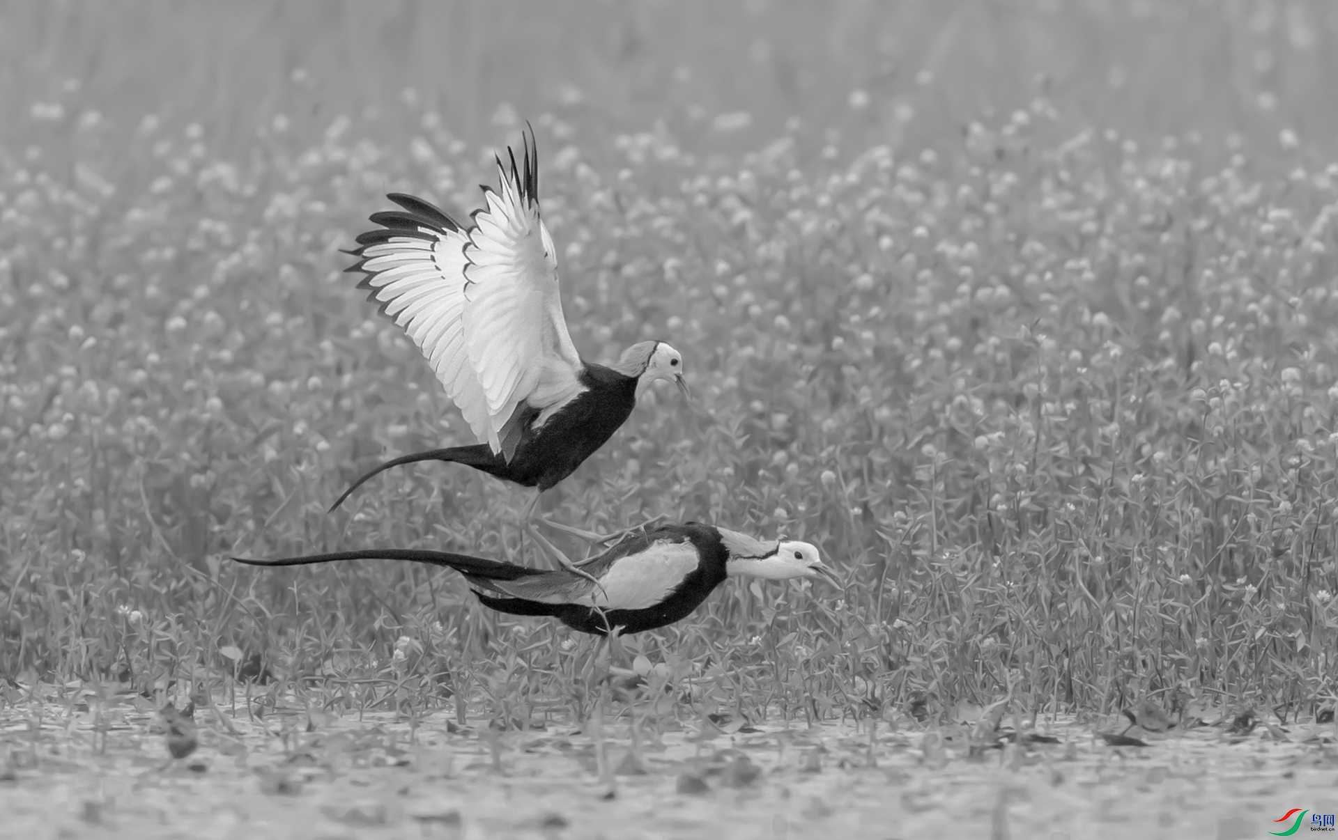 DSC_ˮ�� - ����.jpg