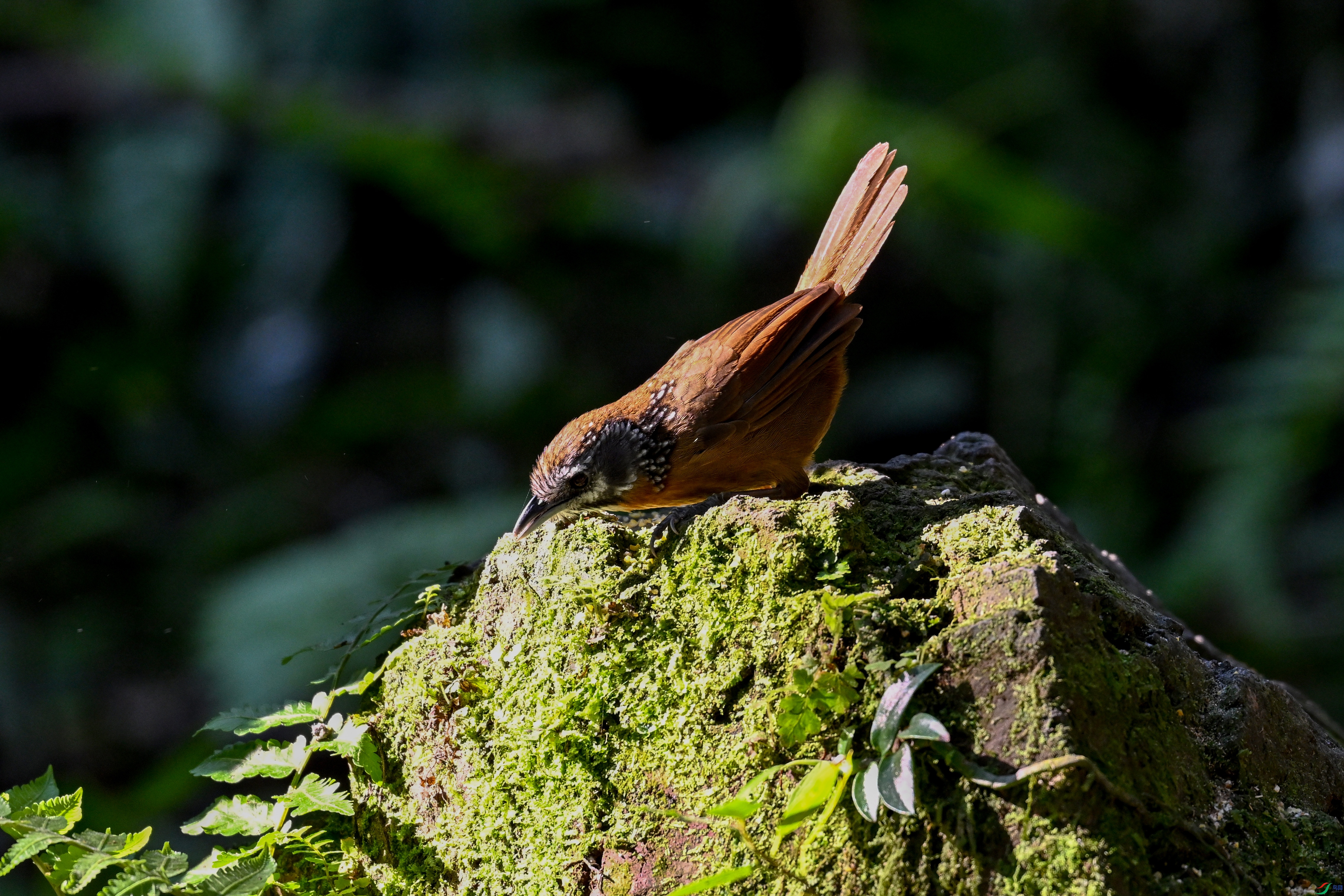 DSC_6369.JPG