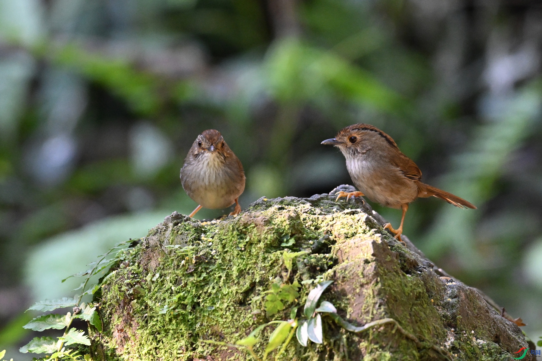 DSC_6409.JPG