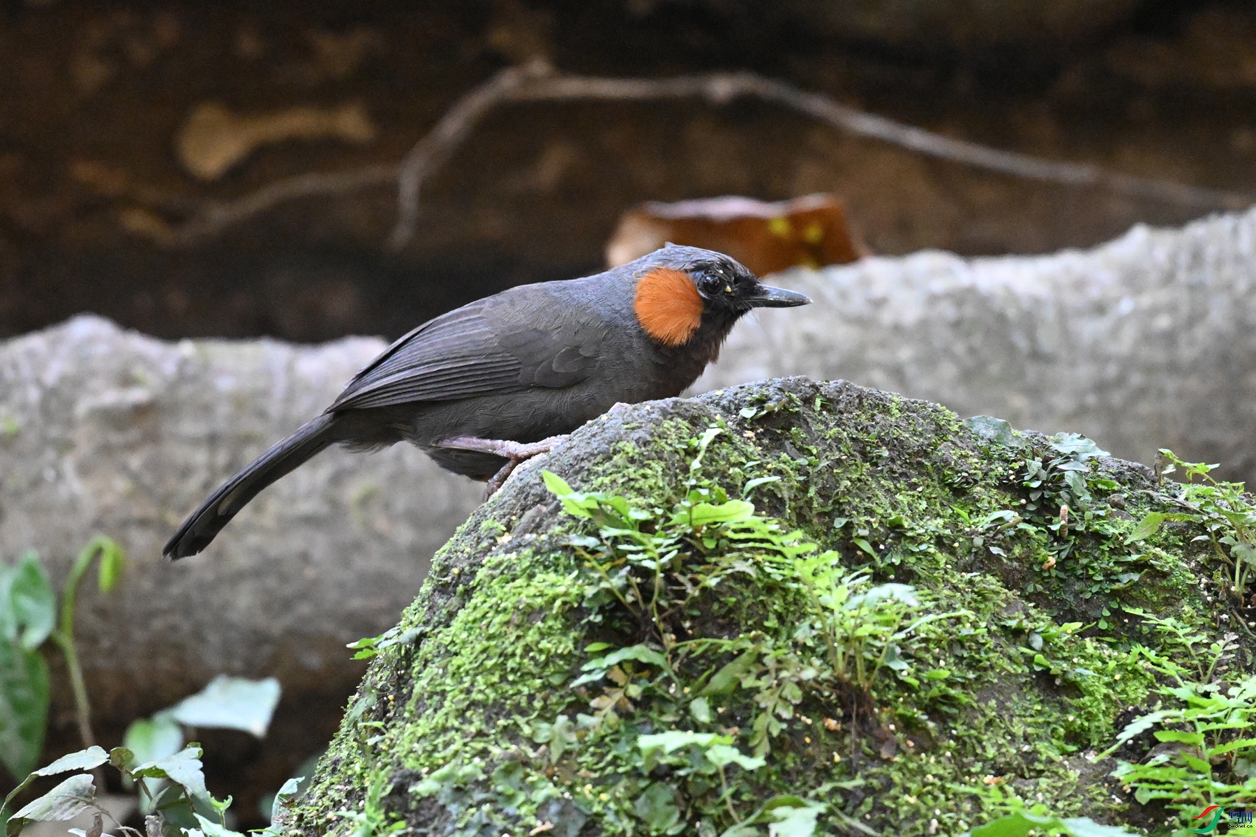DSC_6423.JPG