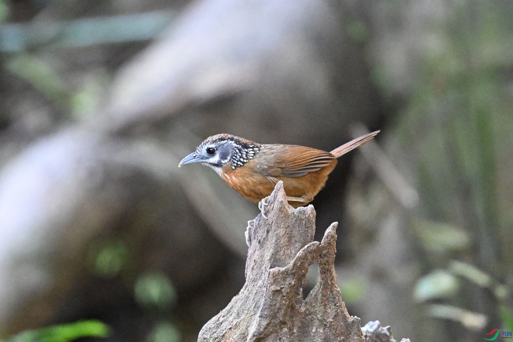 DSC_6426.JPG