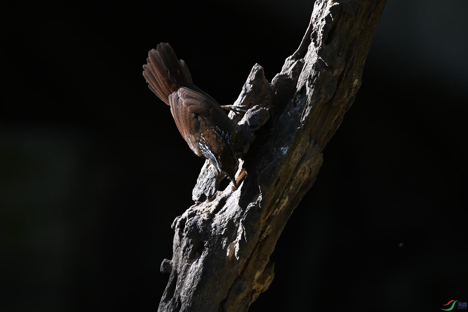 DSC_6375.JPG