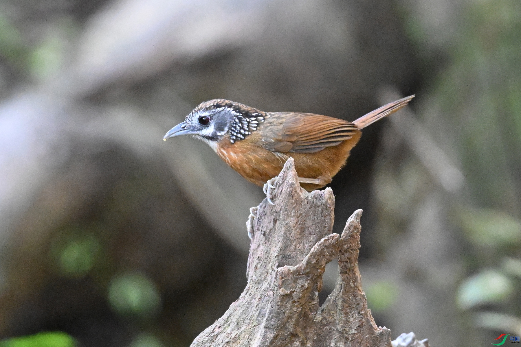DSC_6427.JPG