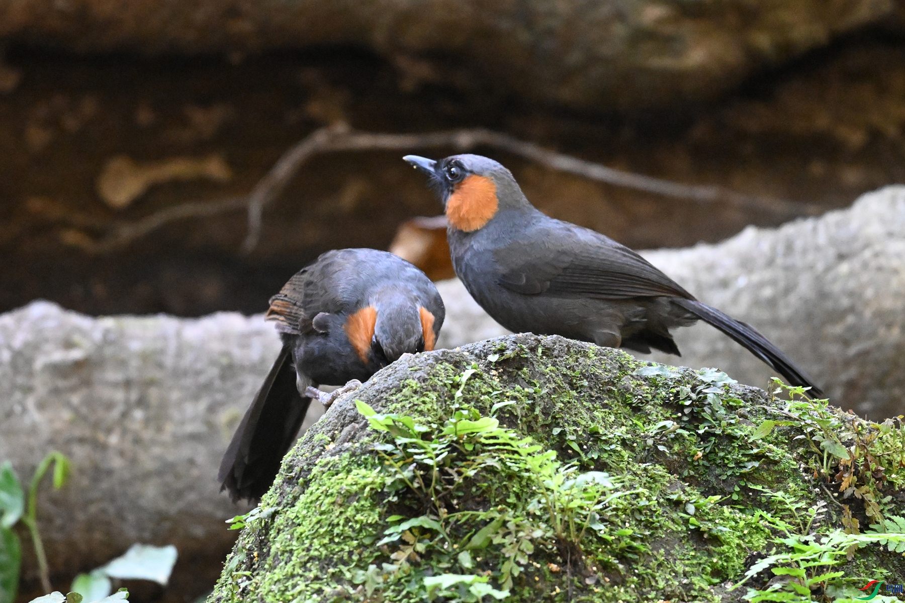 DSC_6454.JPG