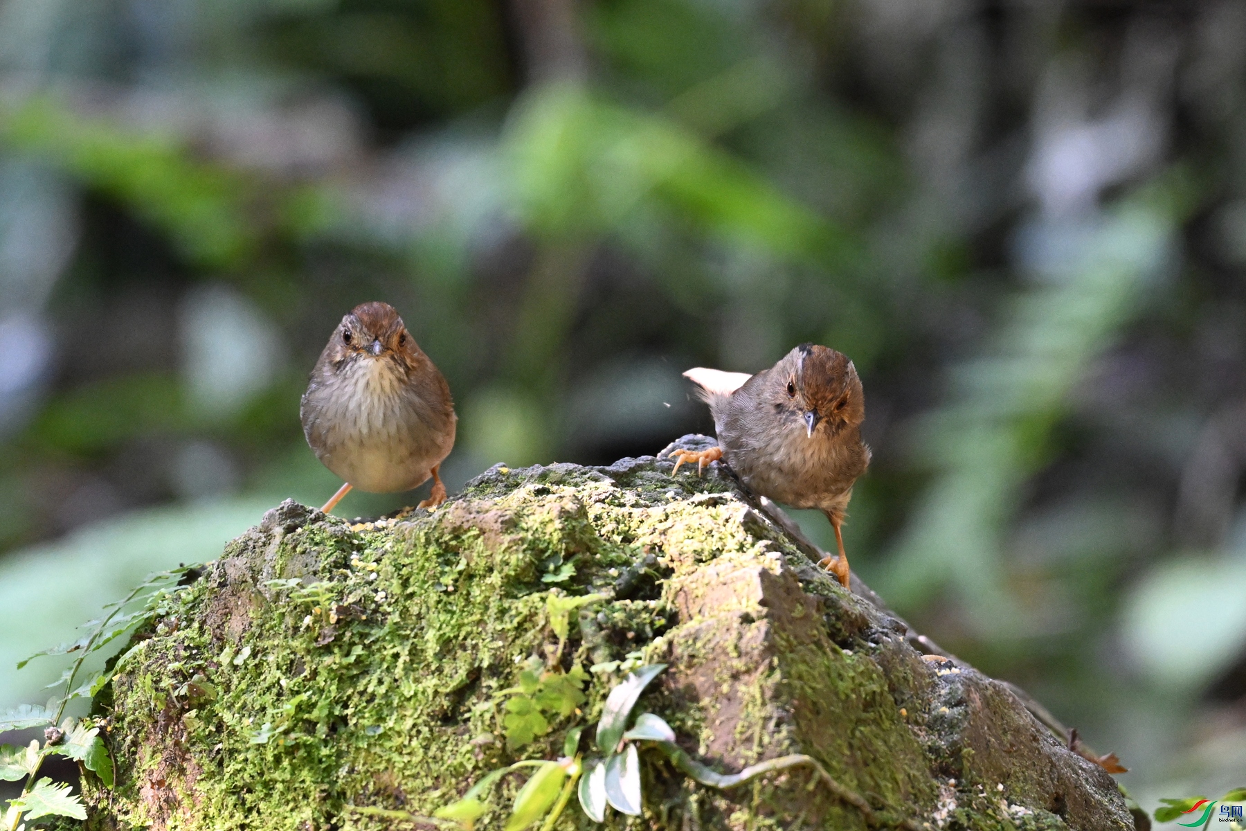 DSC_6411.JPG