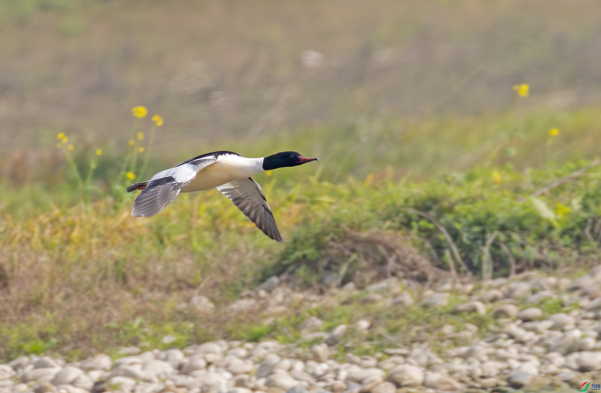 G47A7052-����ǿ-NR ����.jpg