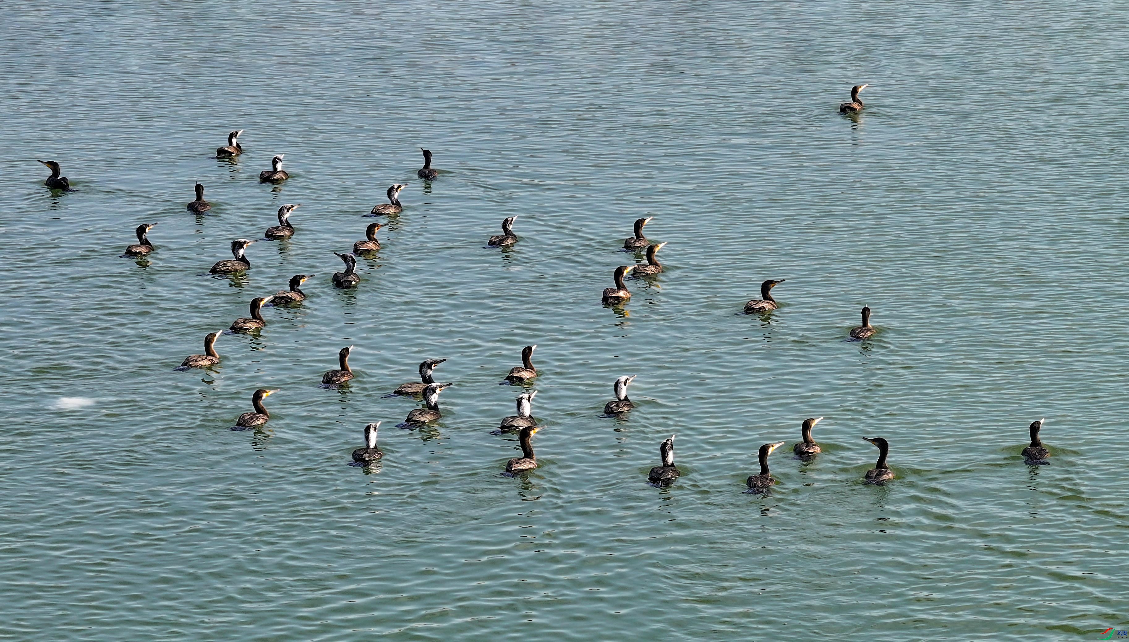 DJI_20250329062035_0093_D ����.jpg