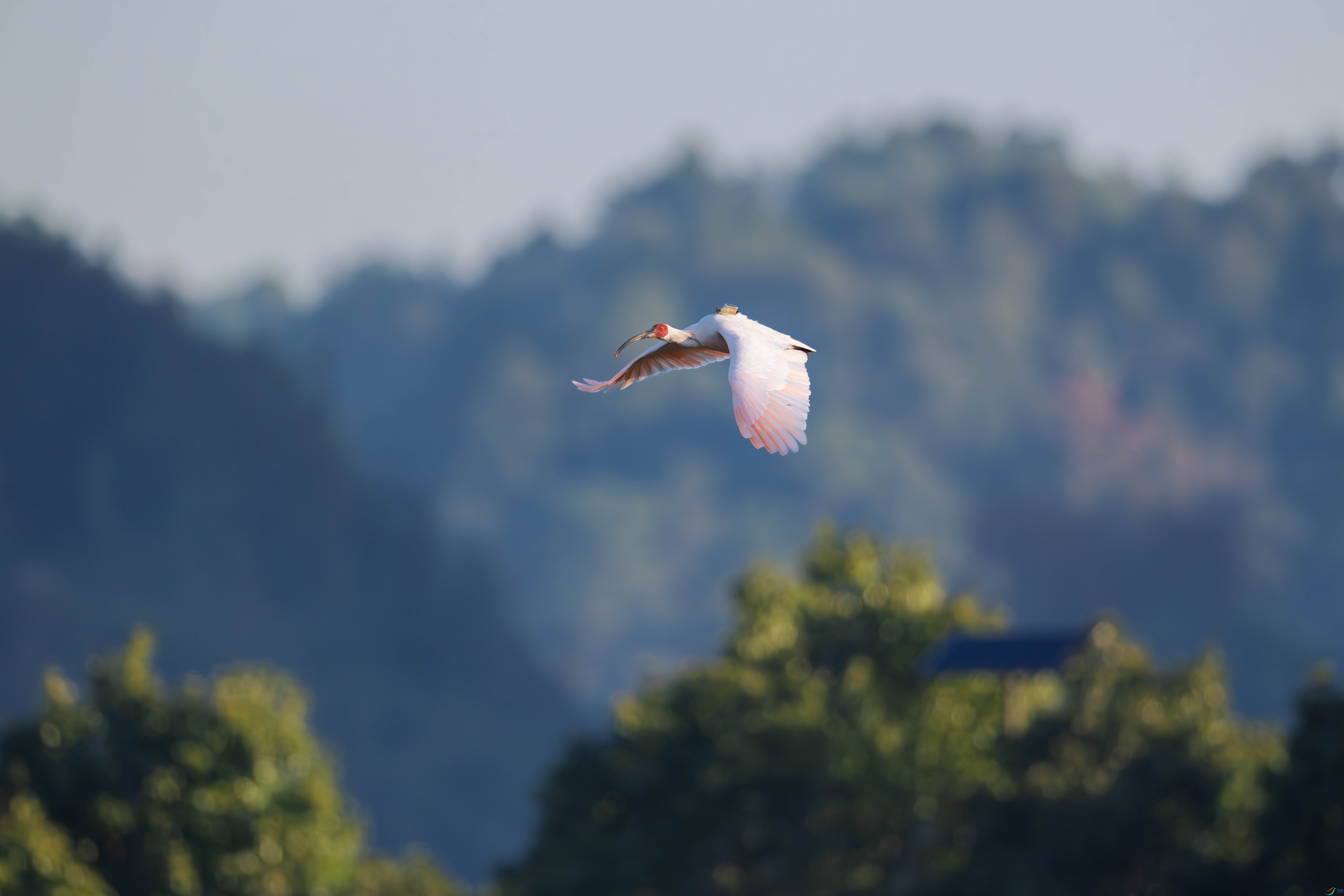 DSC_1233_1.JPG