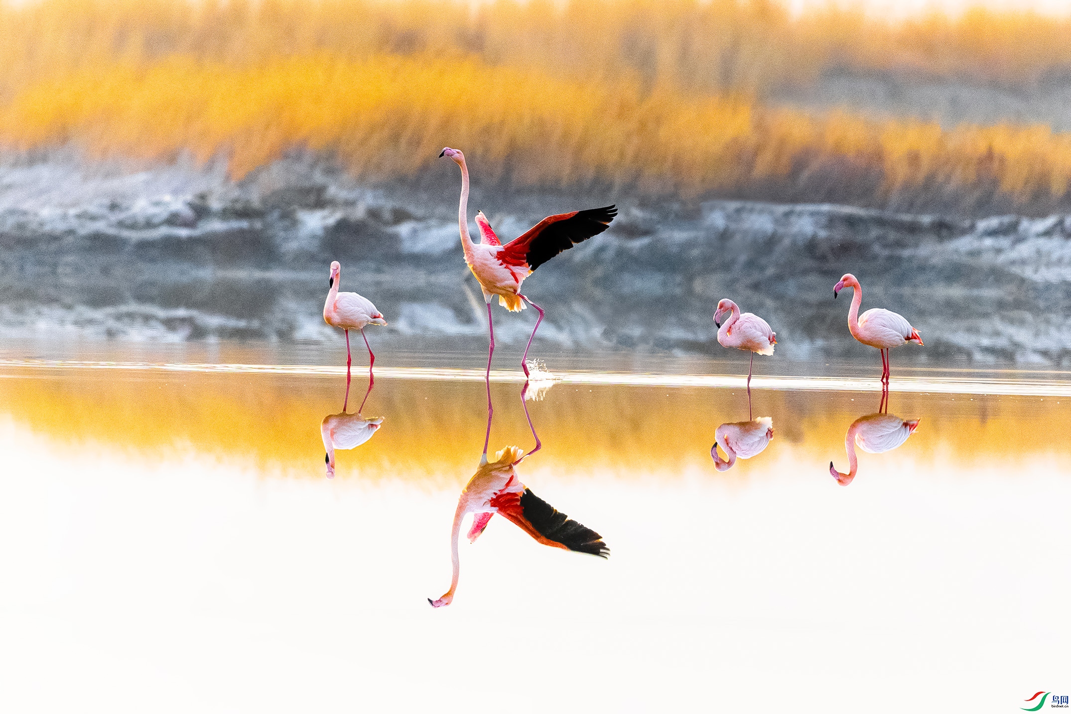 IMG_1603 ����.jpg