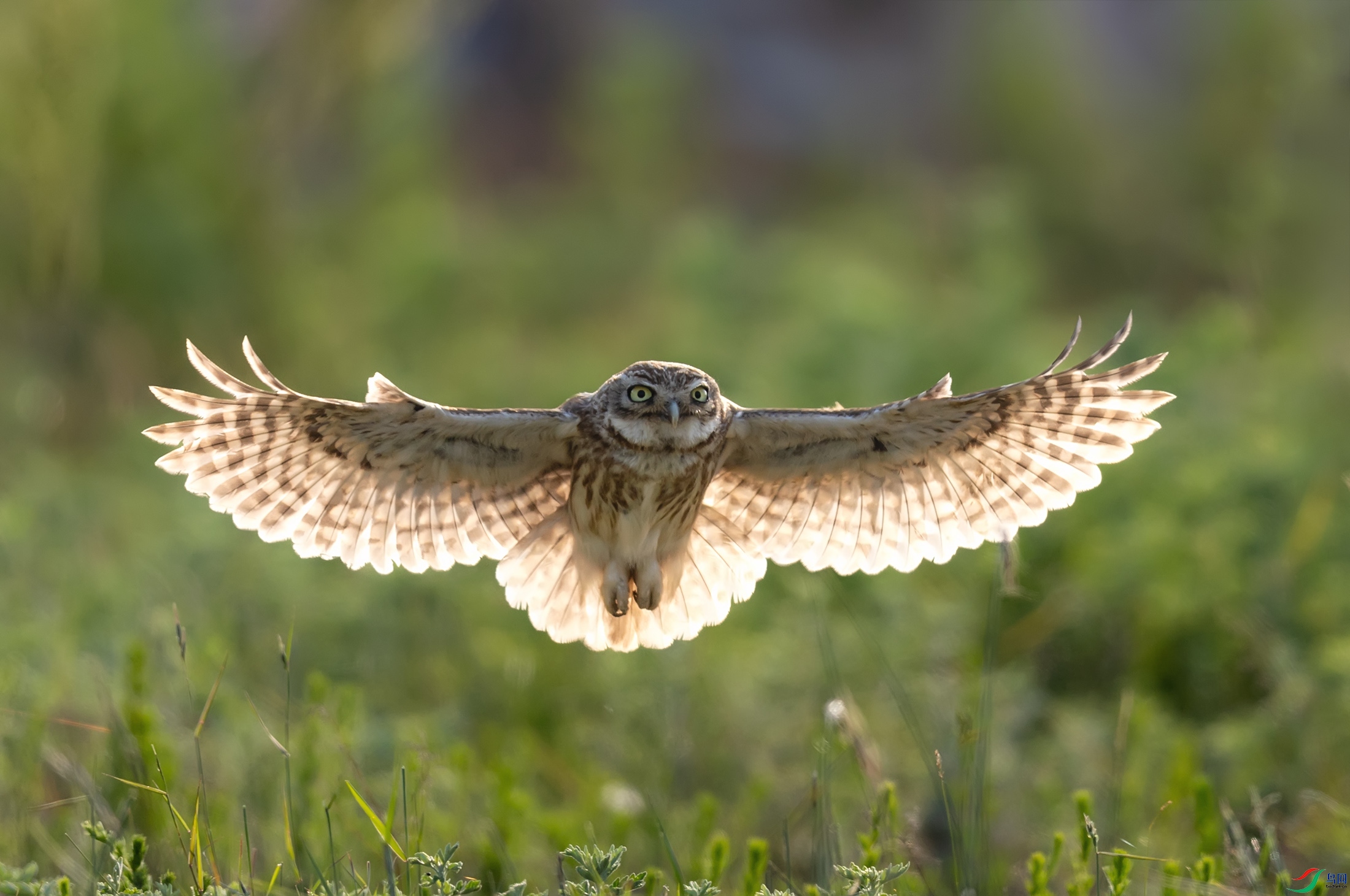 ���Ƹ�С�^