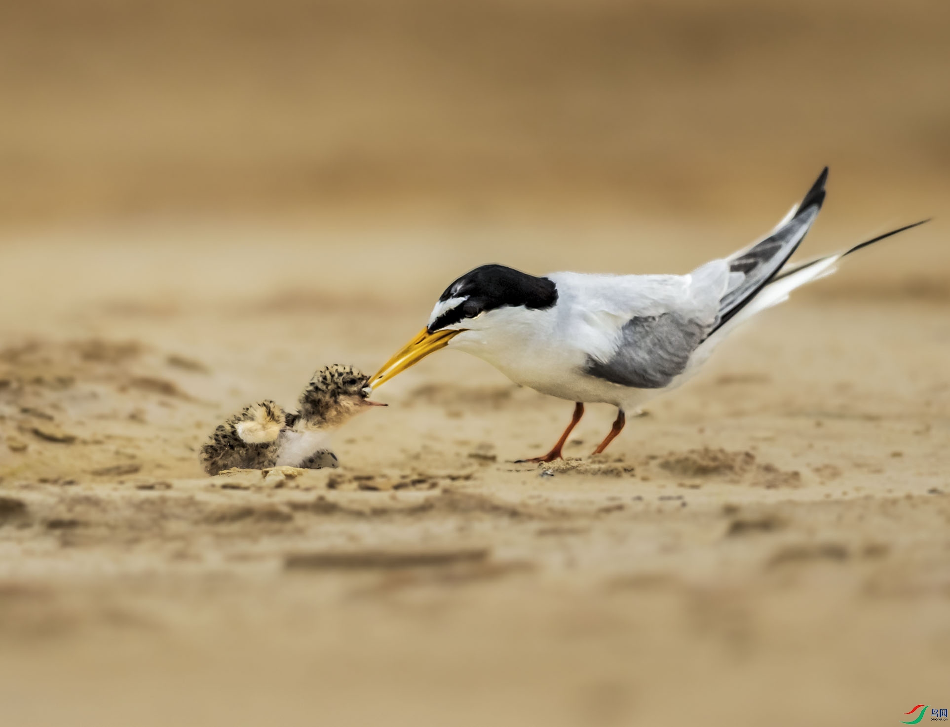 AF3I0862 ����.jpg