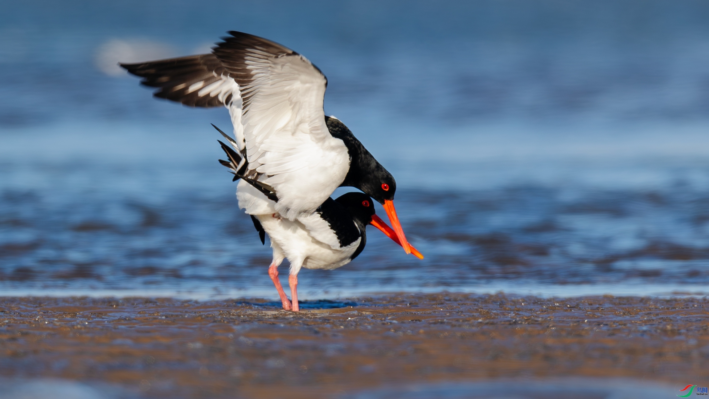 1.24JN���������ʦ��Ʒ   ̲Ϳ���� ��ף���ٻ����������.jpg