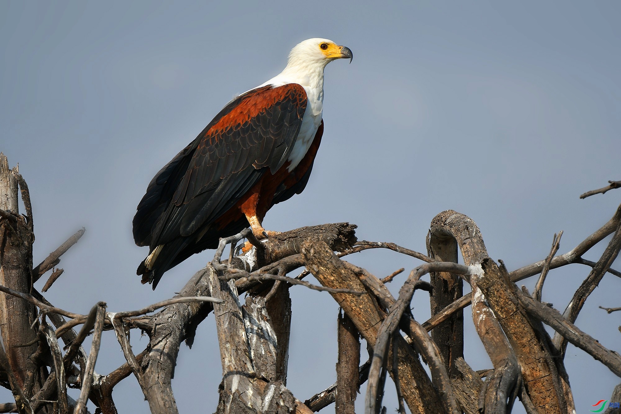 1.24��Ϲ������ʦ��Ʒ   ���޺��� ��ף���ٻ���Ӱʦ������.jpg