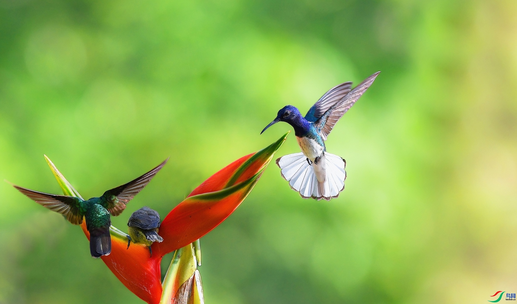 1.28����ͬ��yy��ʦ��Ʒ   ����.������� ��ף���ٻ���Ӱʦ������.jpg