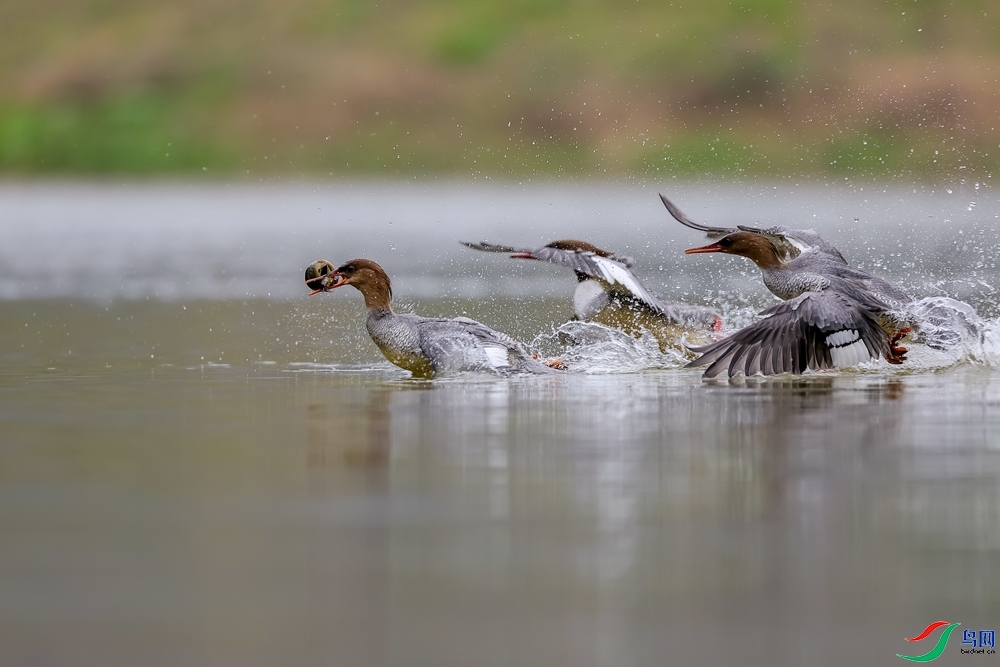 1.27����������ʦ��Ʒ  �������� ��ף���ٻ��Ա������.jpg