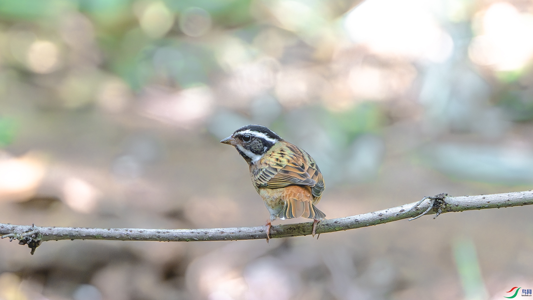 DSC_2665-����ǿ-NR ����.jpg