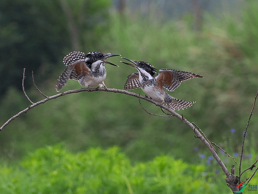 P6034780-1.jpg