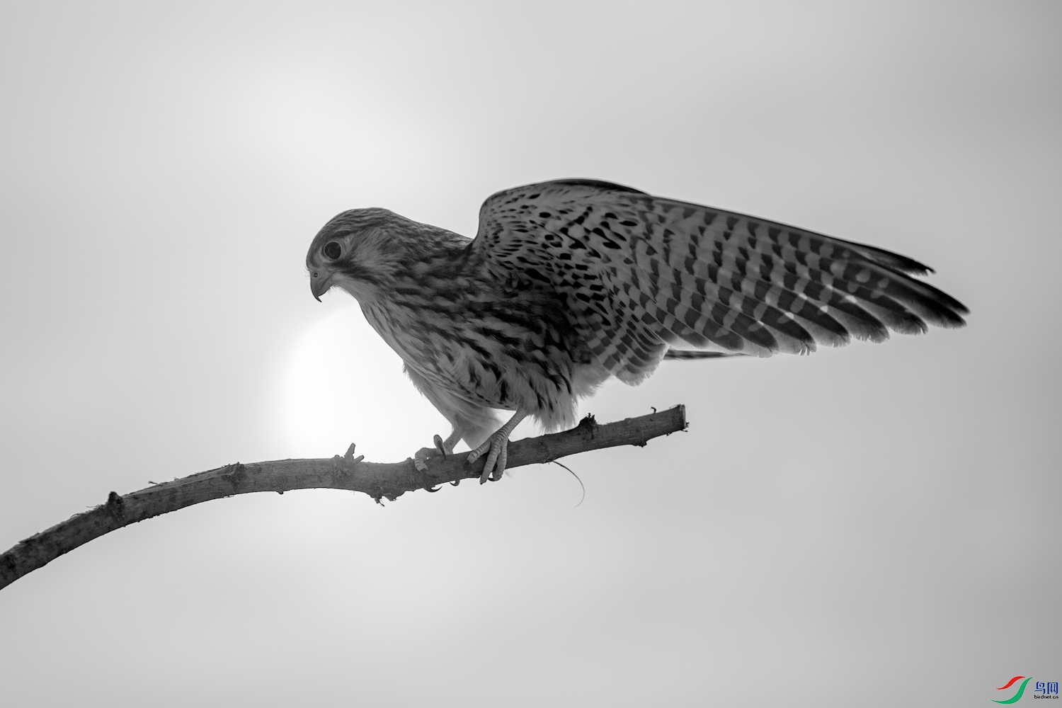 A68O9420 ����.jpg