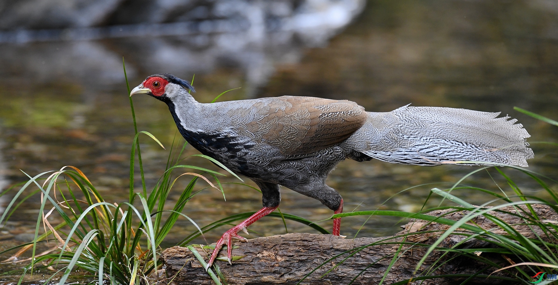DSC_2769.jpg