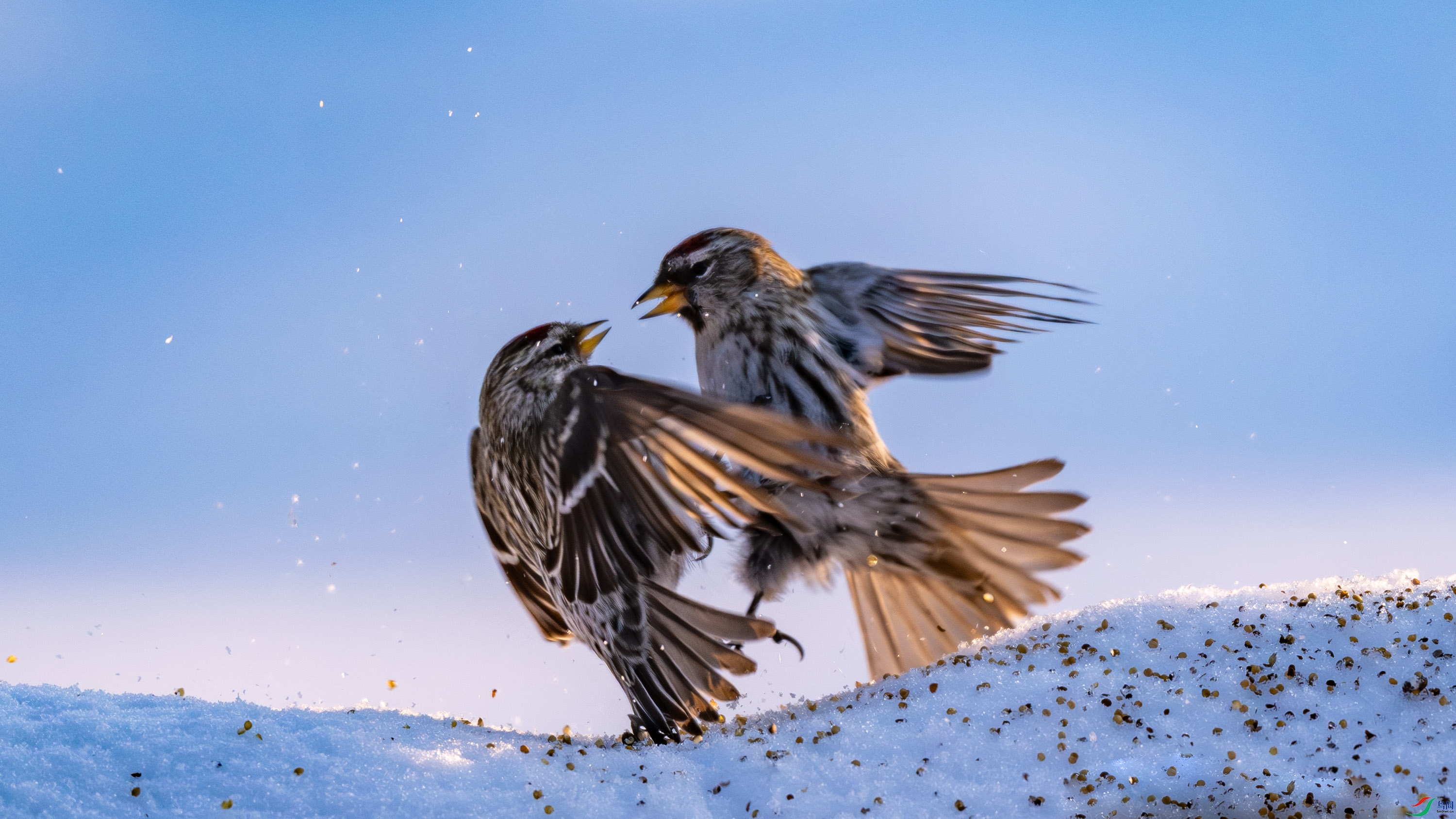 �����춥ȸ