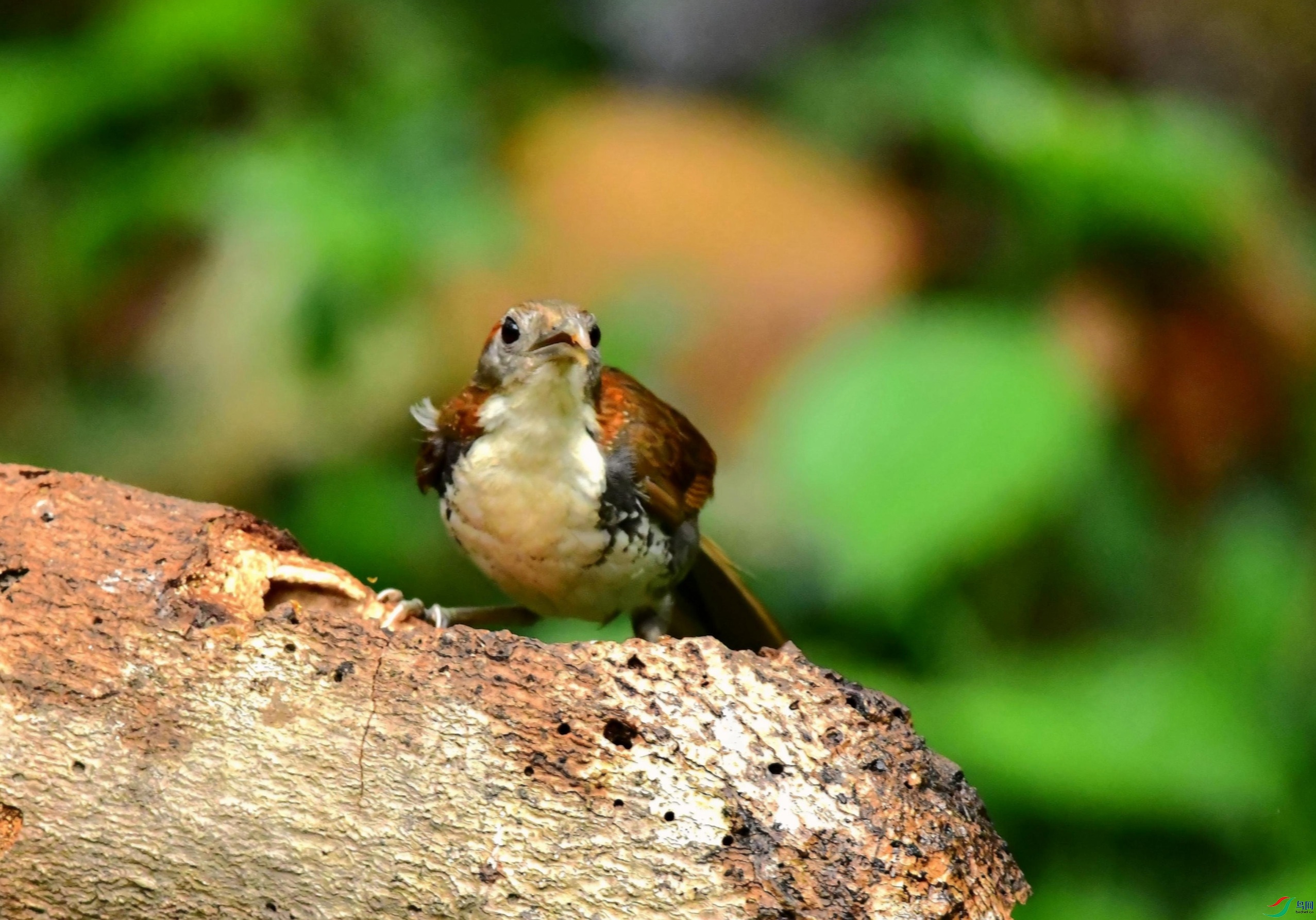 DSC_0716_����.jpg