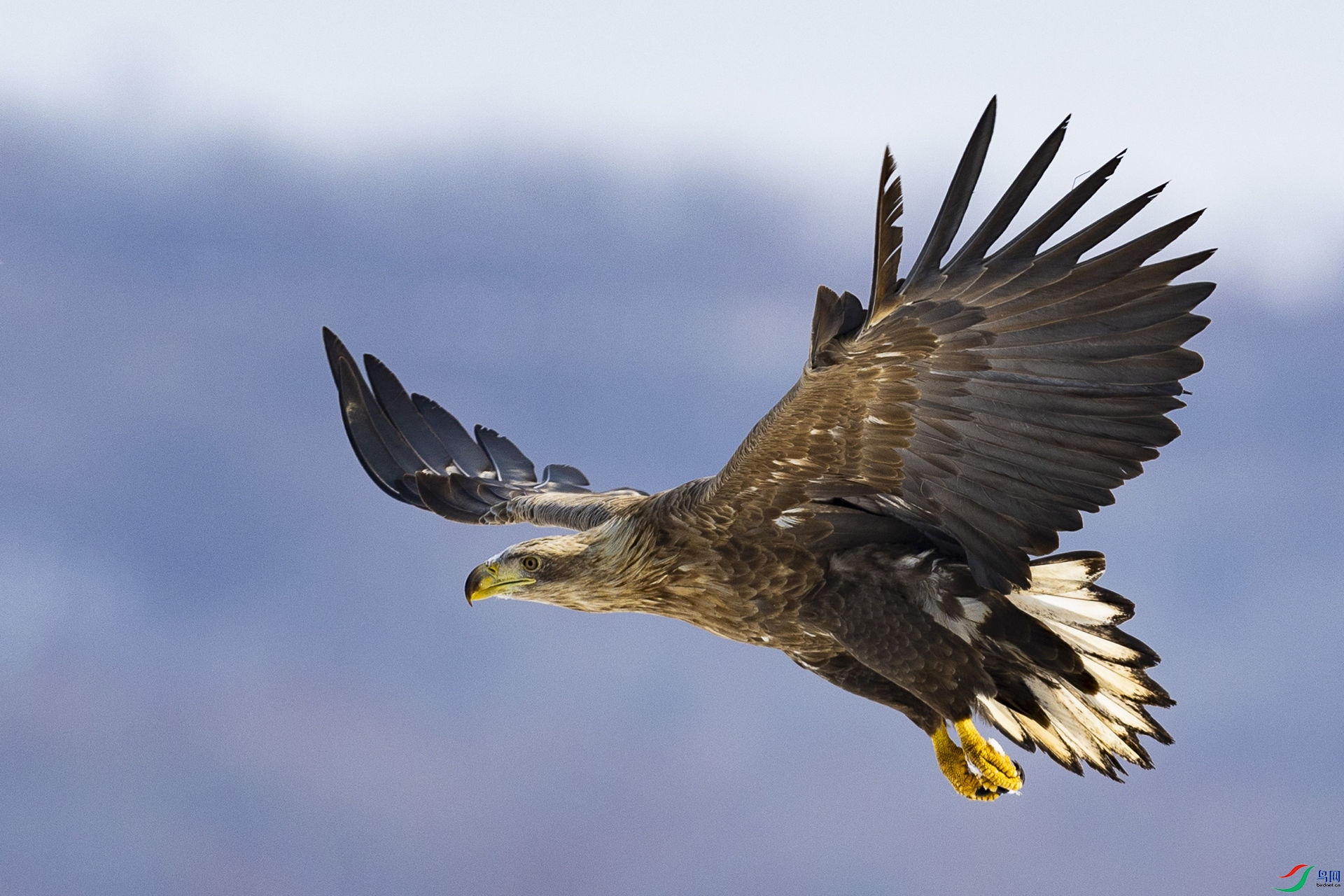 ��β����