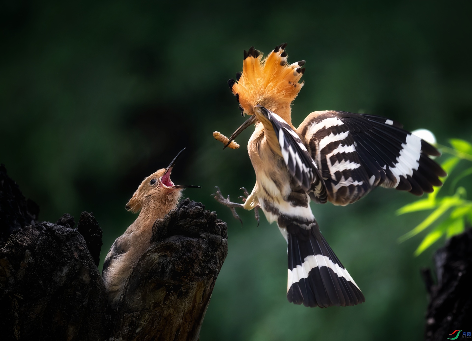 DSC_4402 ����-02.jpeg