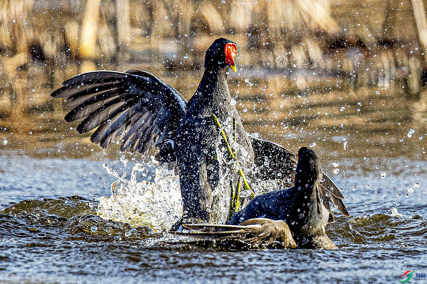 _90I3255 ���� 2.jpg