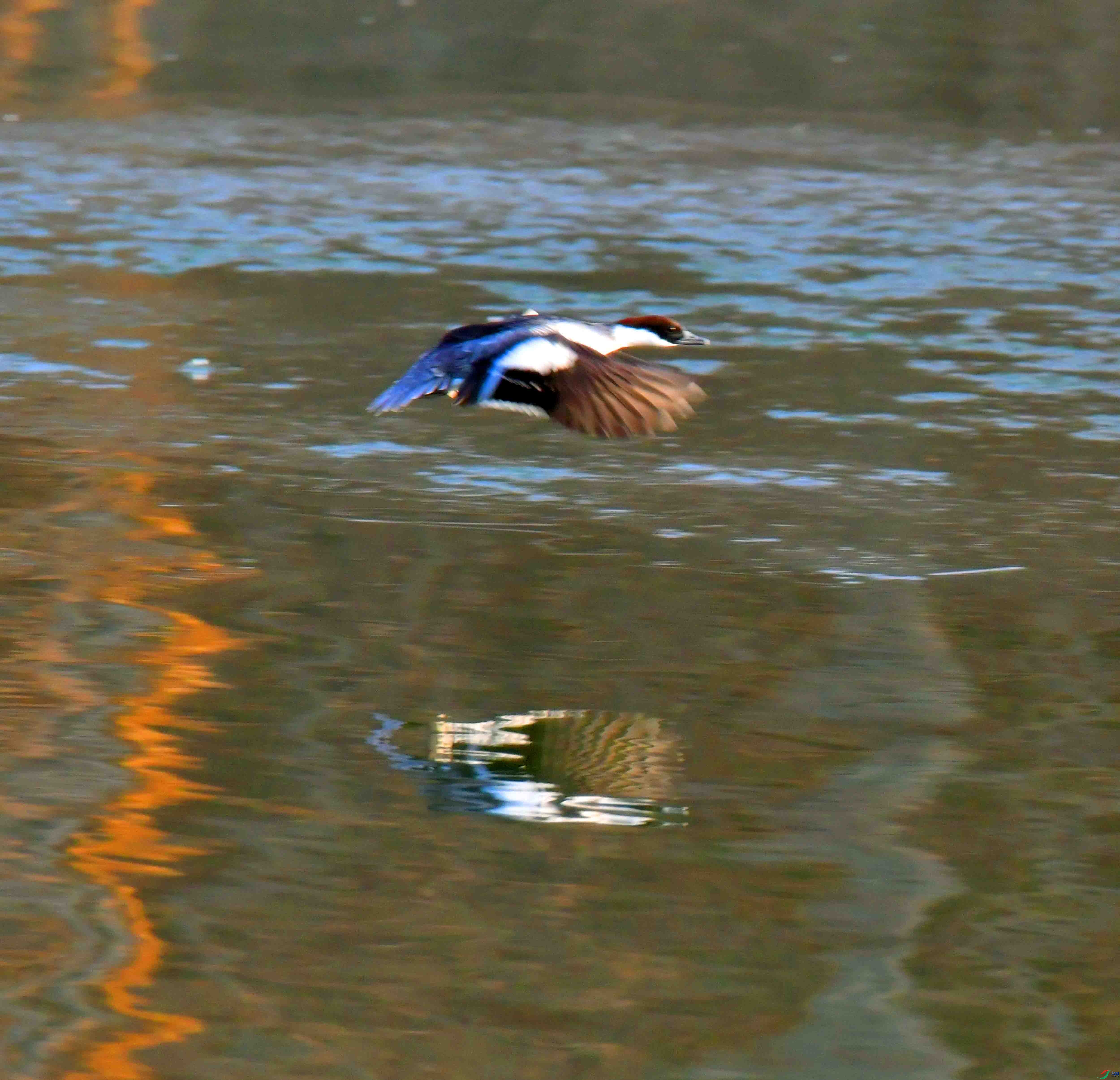 DSC_3905.JPG