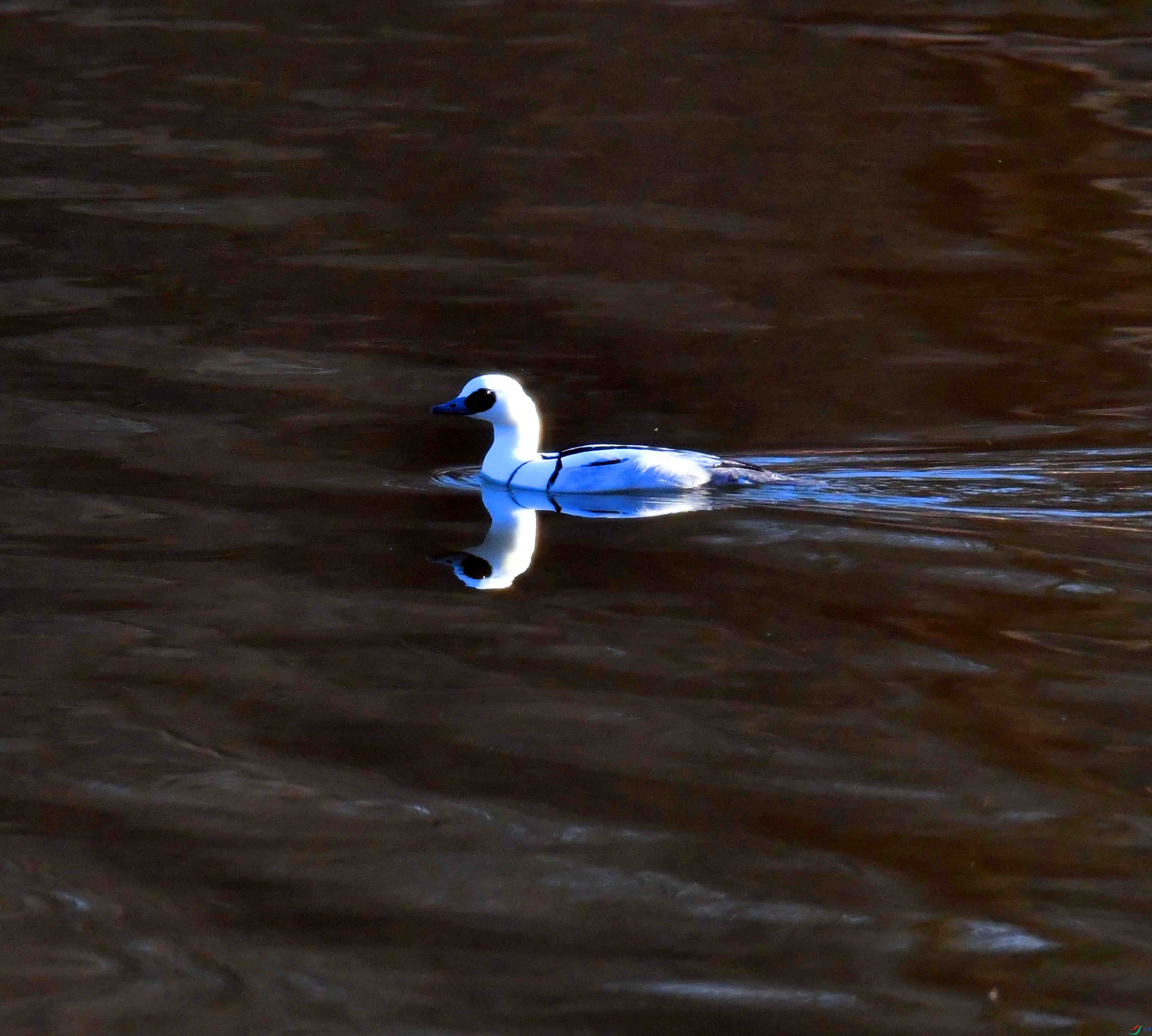 DSC_4104.JPG