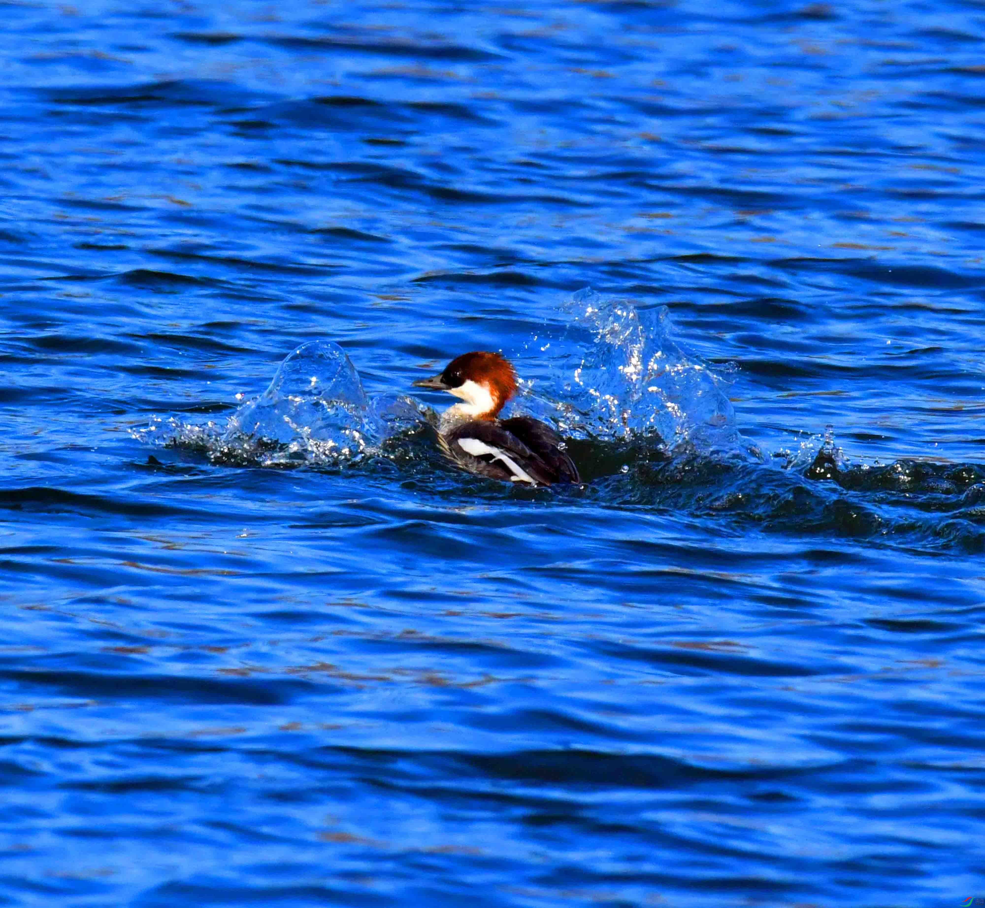 DSC_4262.JPG