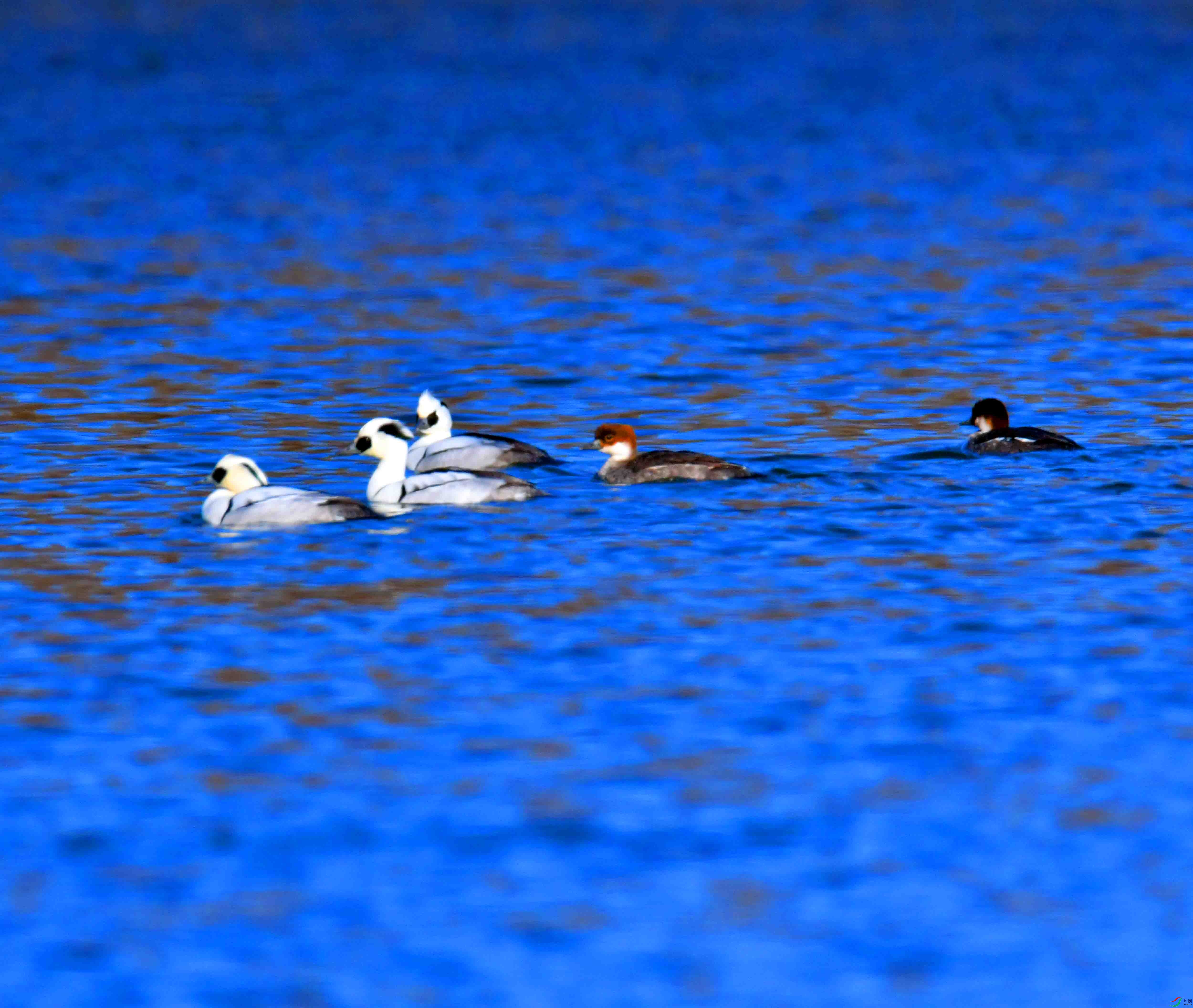 DSC_4454.JPG