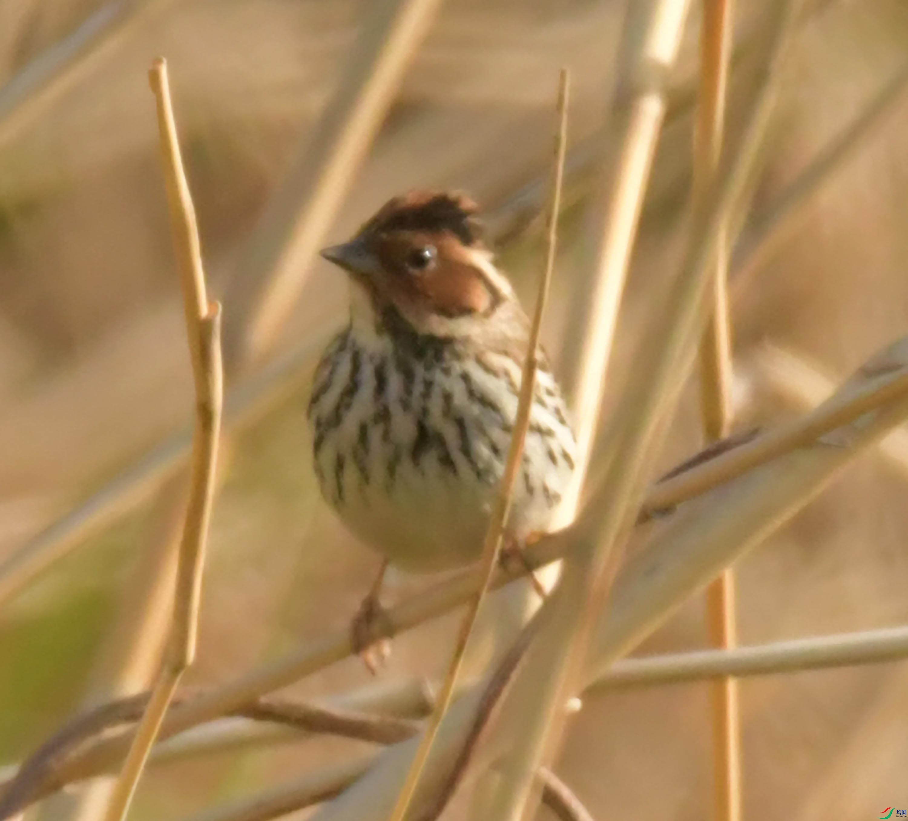 NIKON CORPORATION NIKON D500 -5568x3712-10260224.JPEG