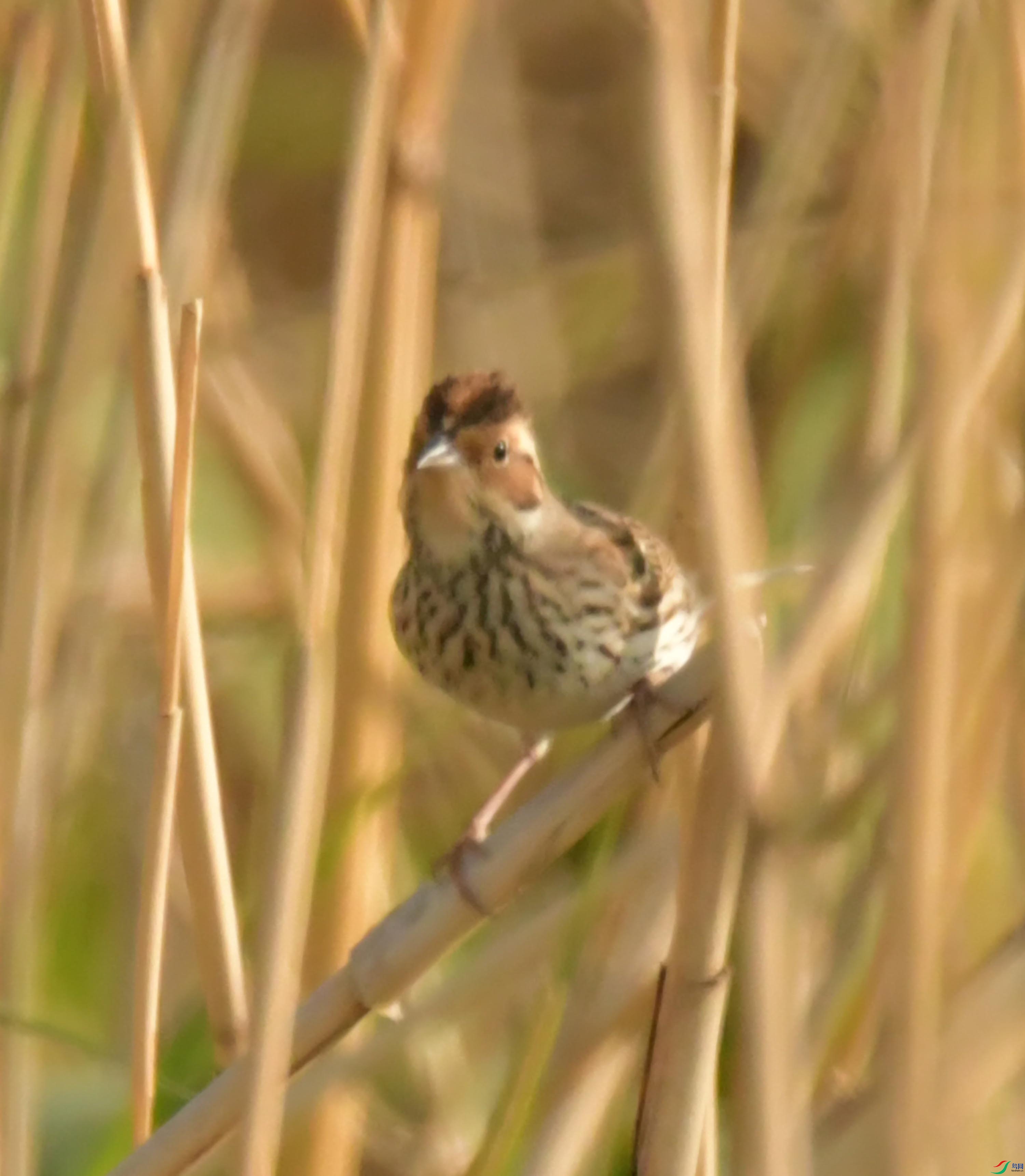 NIKON CORPORATION NIKON D500 -5568x3712-10702144.JPEG