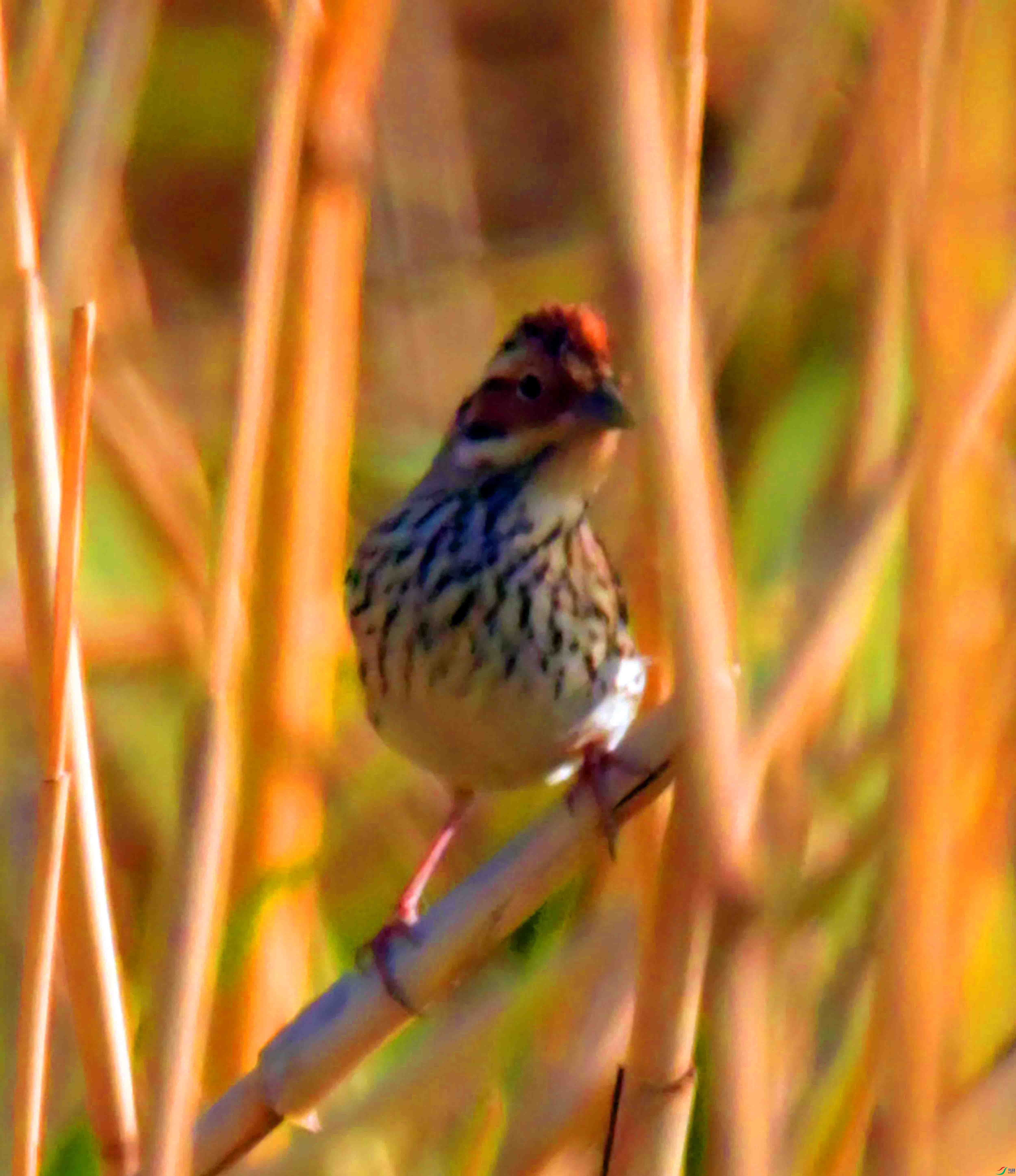 NIKON CORPORATION NIKON D500 -5568x3712-10721216.jpg