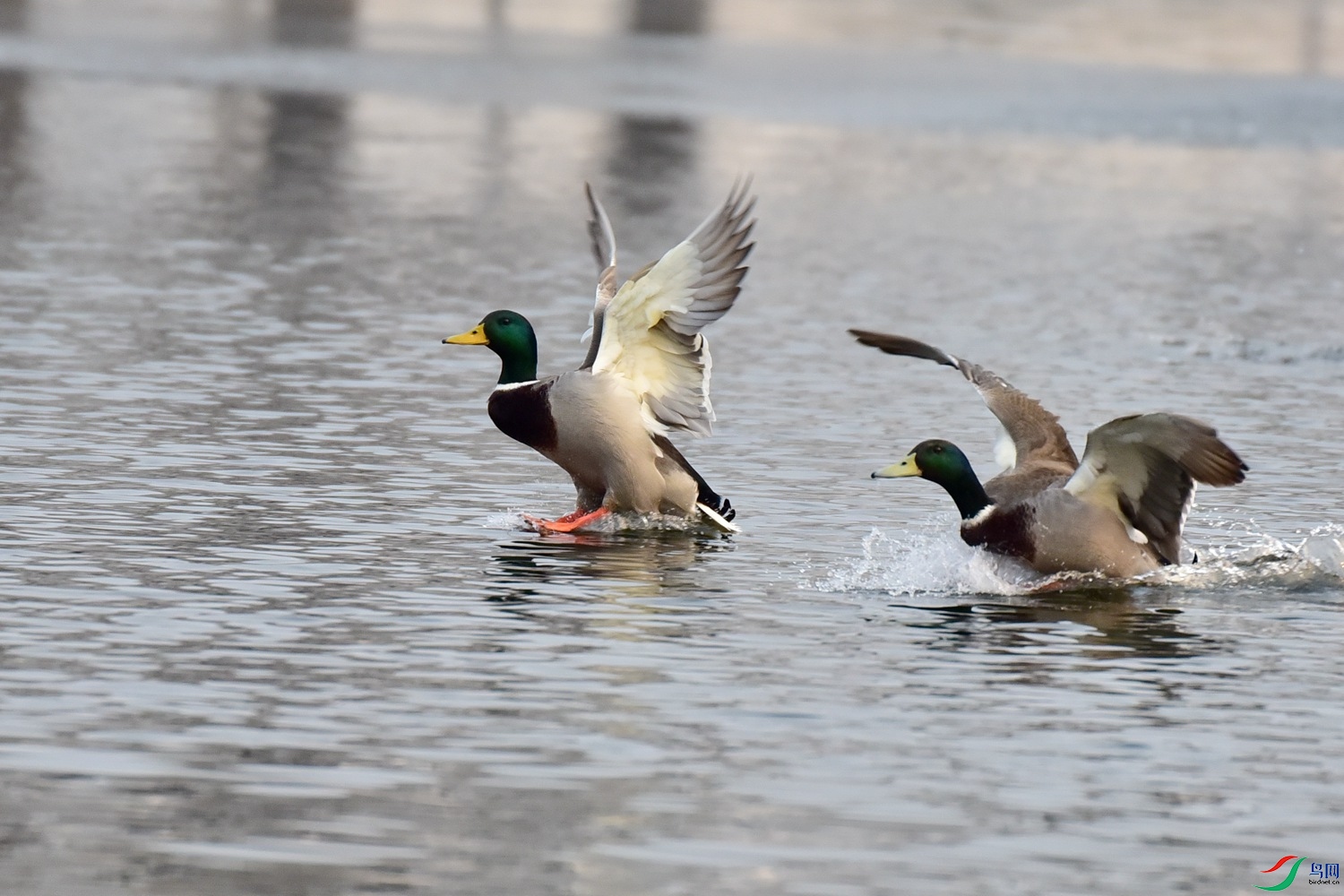 DSC_7440.JPG