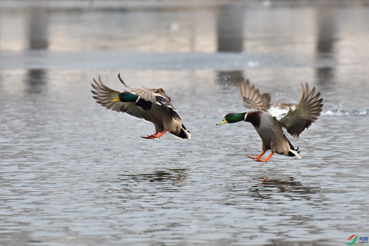 DSC_7439.JPG