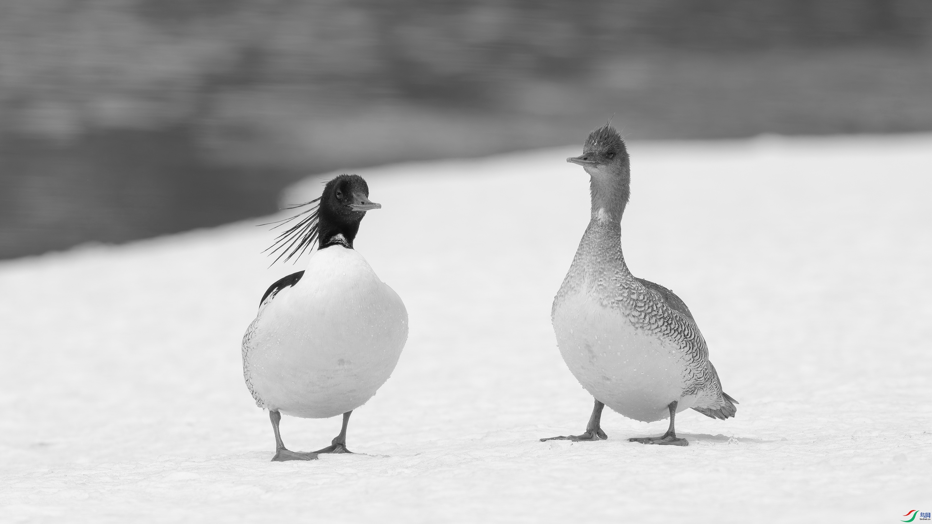 DSC01112- h.jpg