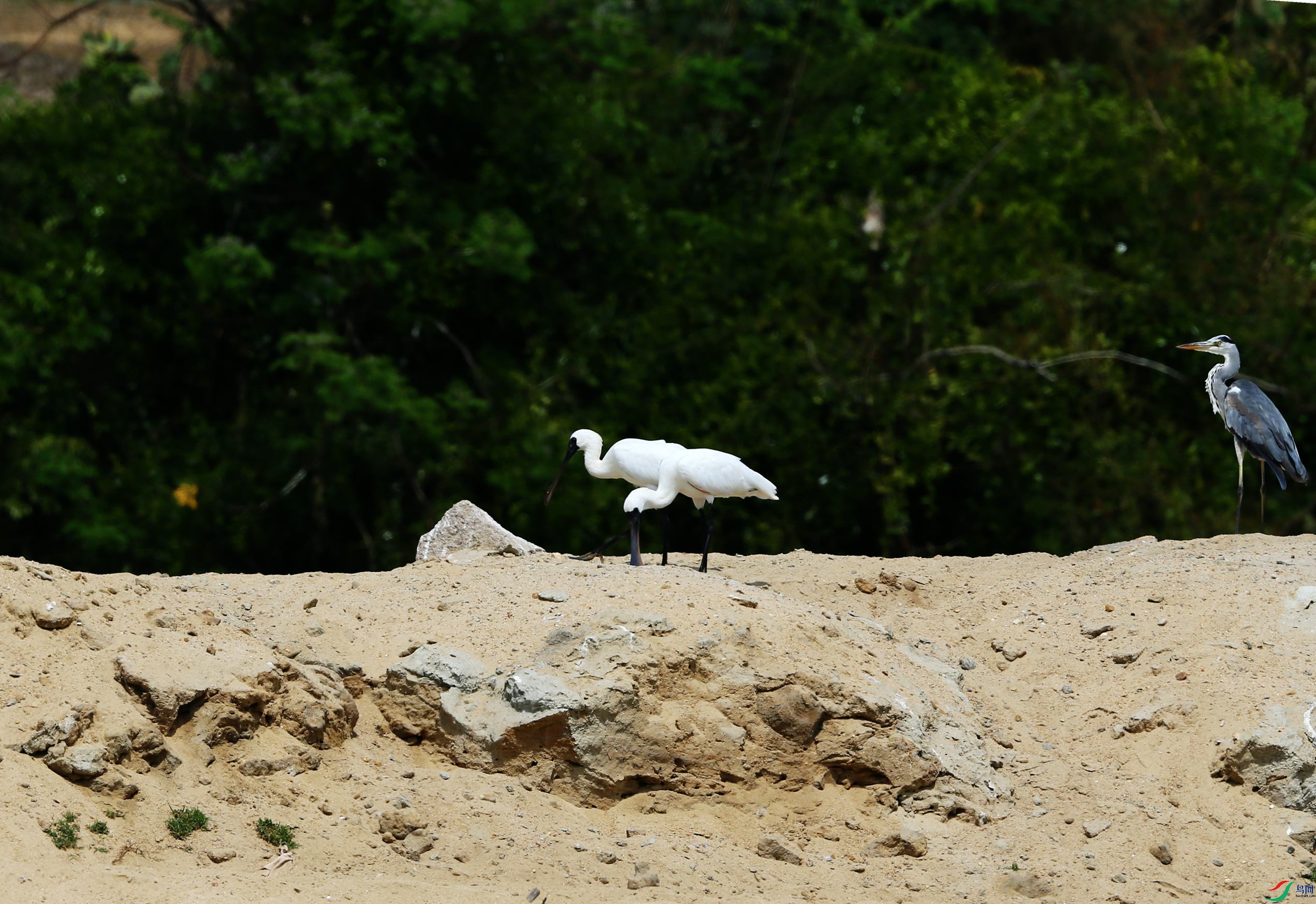 �������� (26).JPG