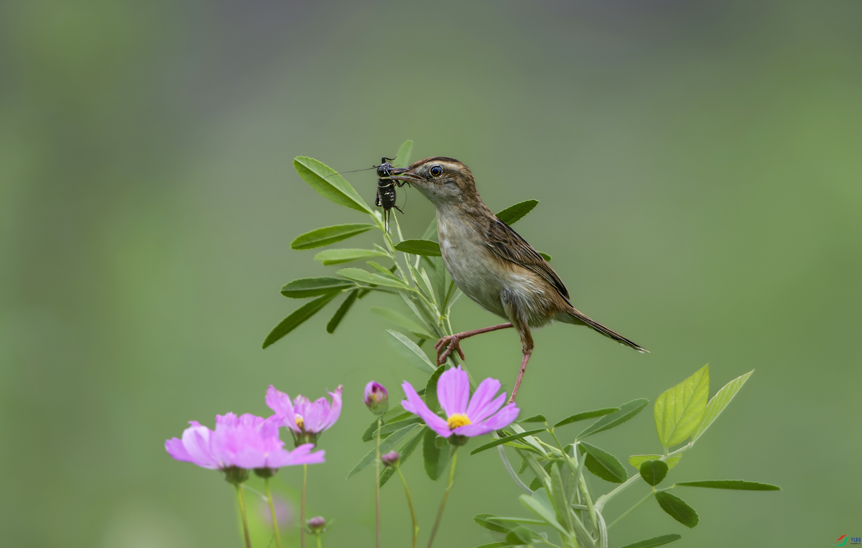 DSC_6761.jpg