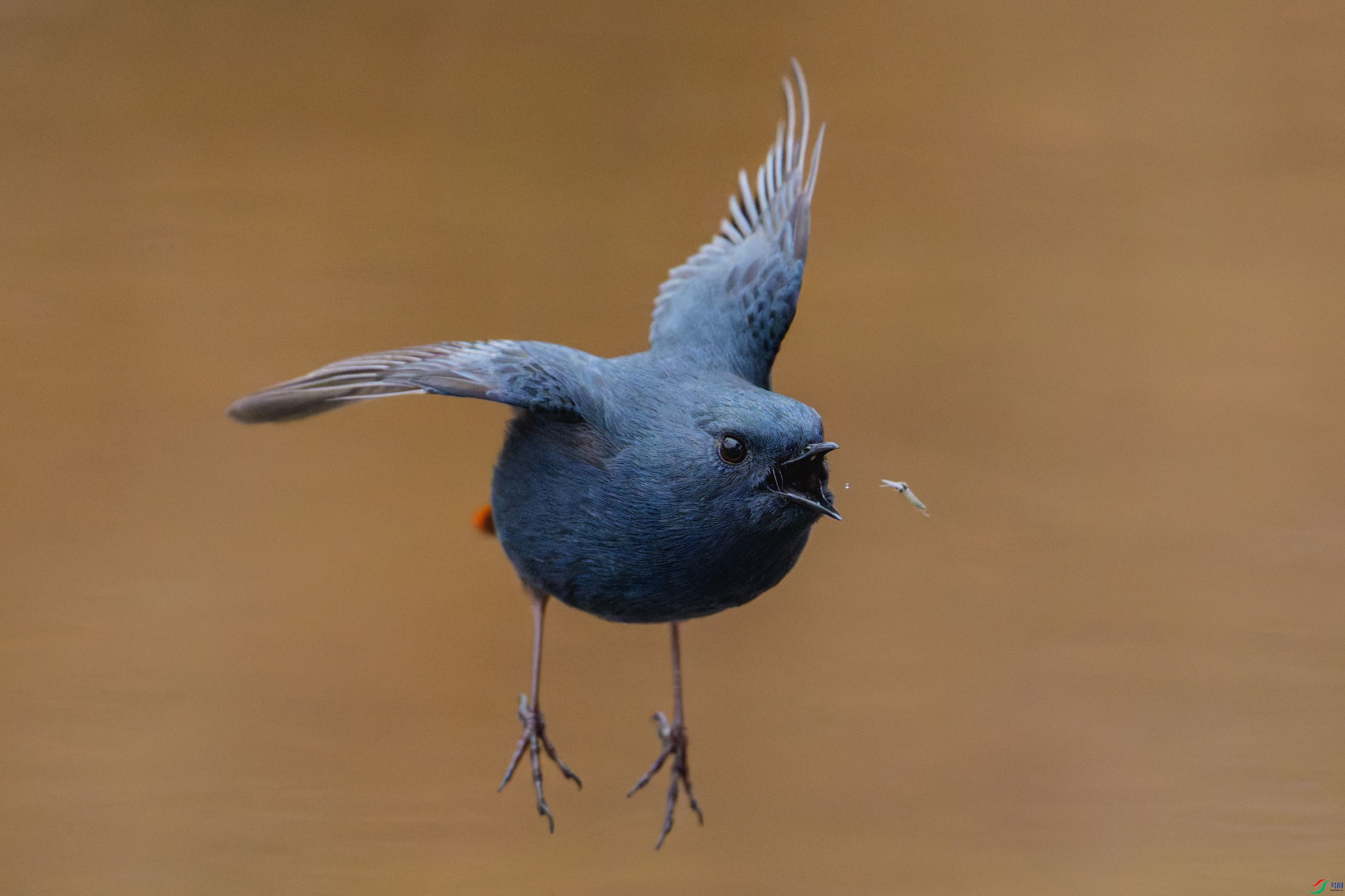 DSC01912-DxO_DeepPRIME XD2s.jpg