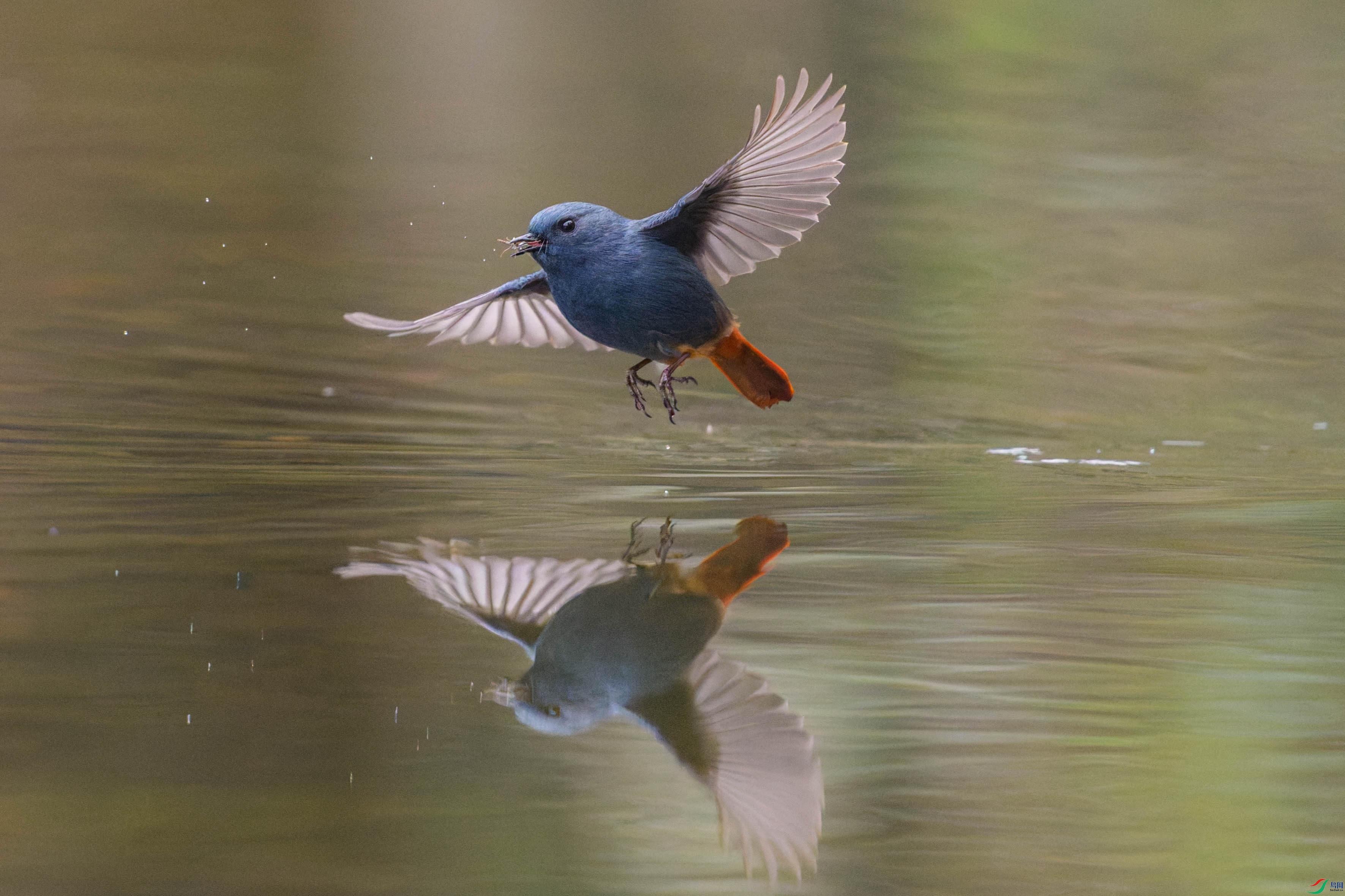 DSC01757-DxO_DeepPRIME XD2s.jpg