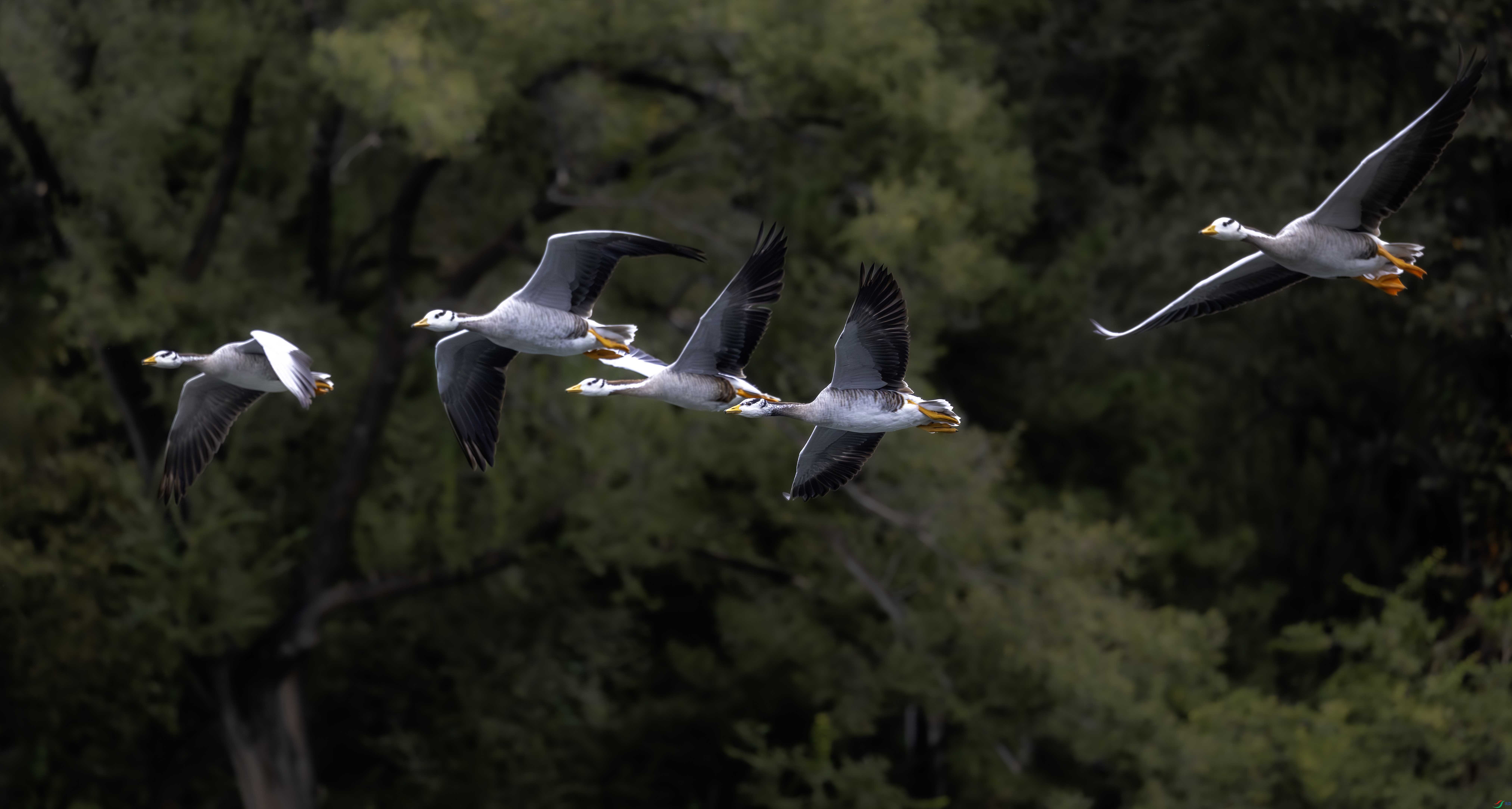 5N2A1291-1 ����.jpg